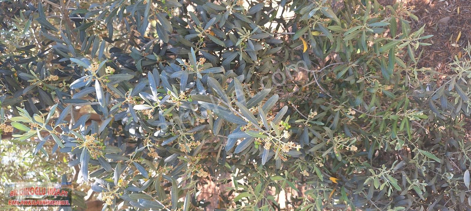 Bilginoğlu Emlaktan Manisa Salihli Zeytin Bahçesi - Görsel 12