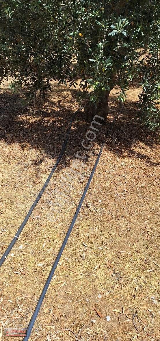 Bilginoğlu Emlaktan Manisa Salihli Zeytin Bahçesi - Görsel 10