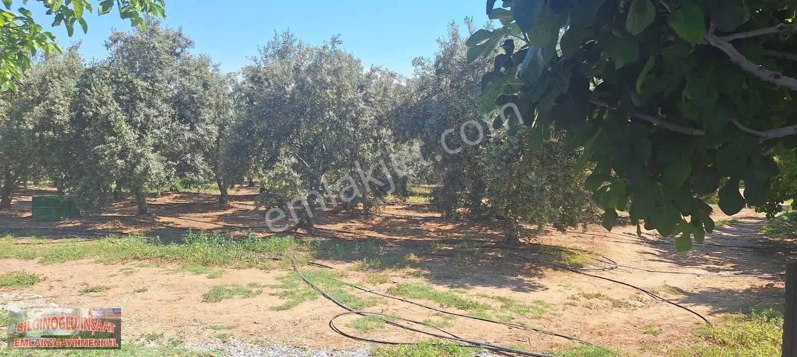 Bilginoğlu Emlaktan Manisa Salihli Zeytin Bahçesi - Görsel 6