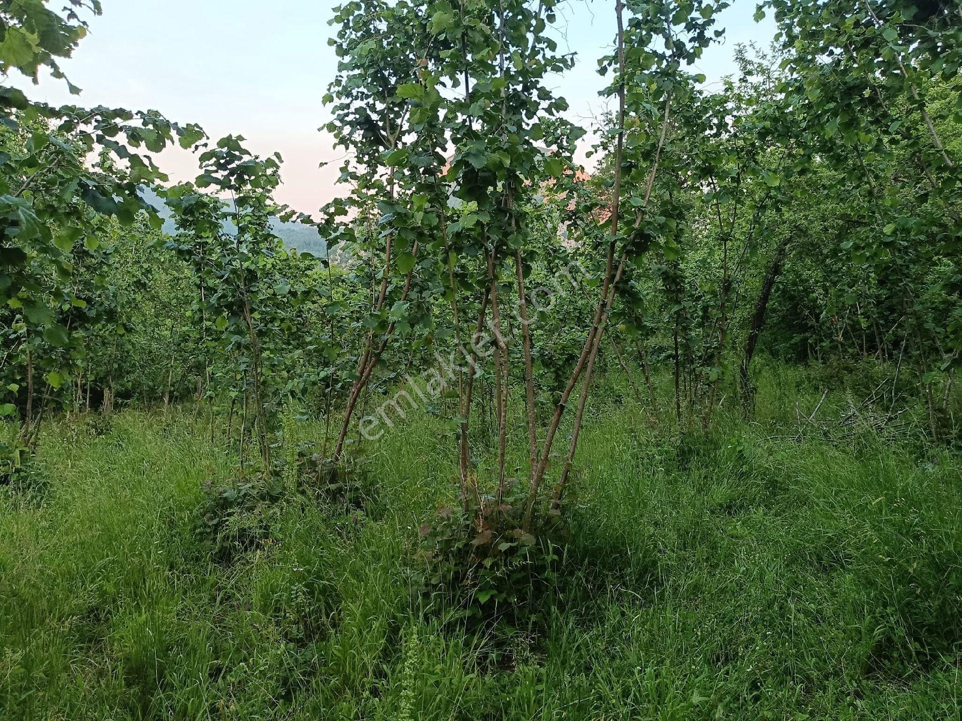 Kastamonu İnebolu Güneşli Köyünde 2 Adet Satılık Tarla - Görsel 7