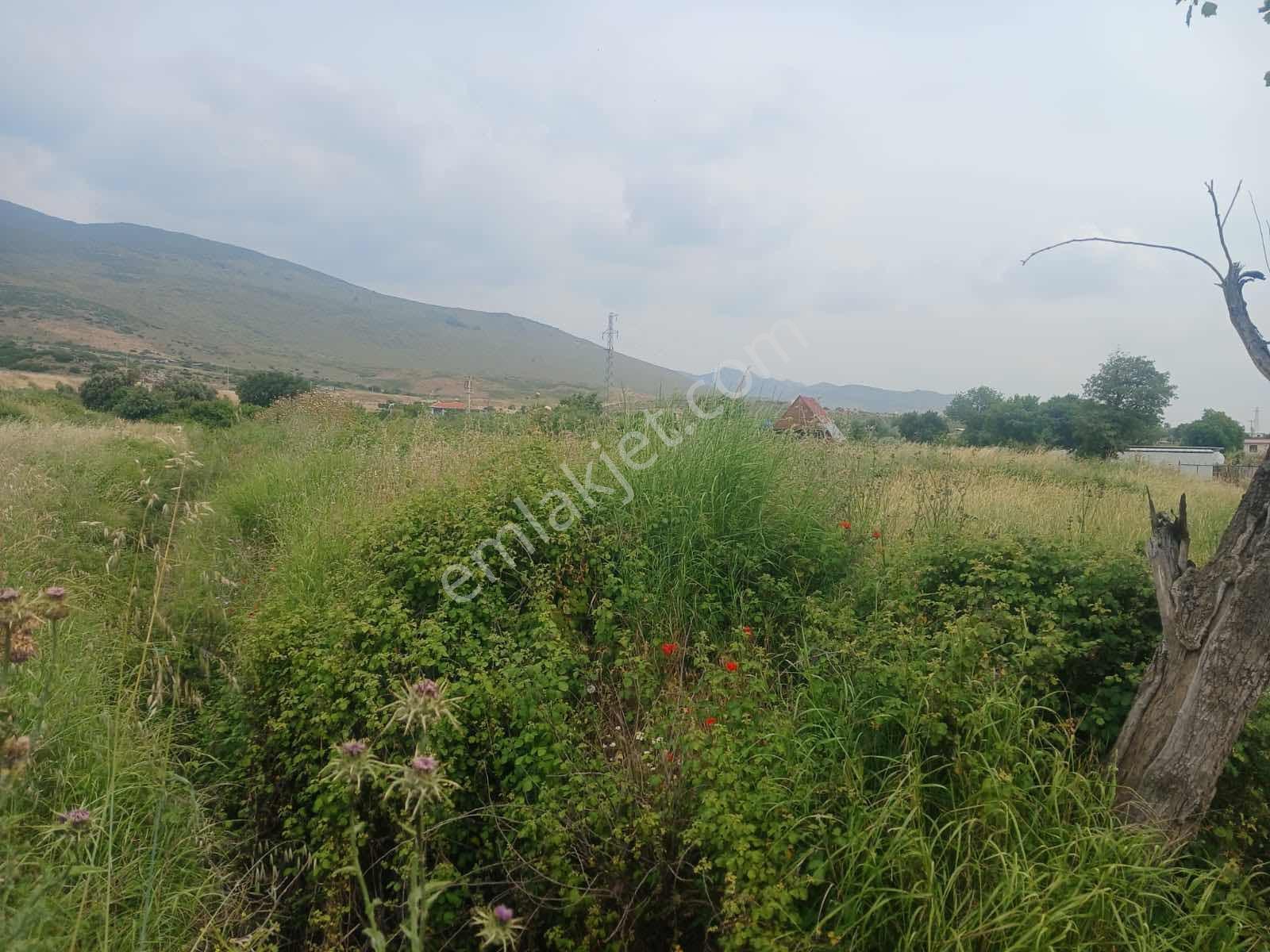 İzmir/aliağa Helvacı'da Satılık Müstakil Tapulu Bahçe - Görsel 5