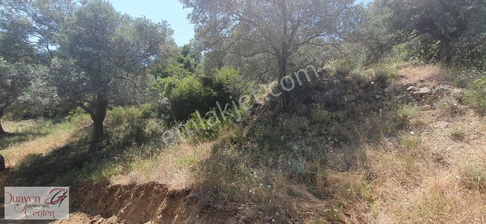Söke Yenikent'te 52 Dönüm Kaynak Sulu Verimli Zeytinlik - Görsel 21