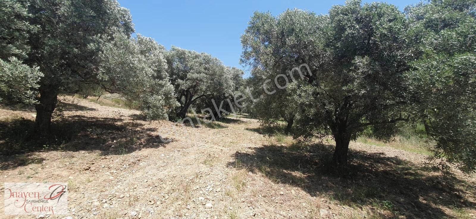 Söke Yenikent'te 52 Dönüm Kaynak Sulu Verimli Zeytinlik - Görsel 27