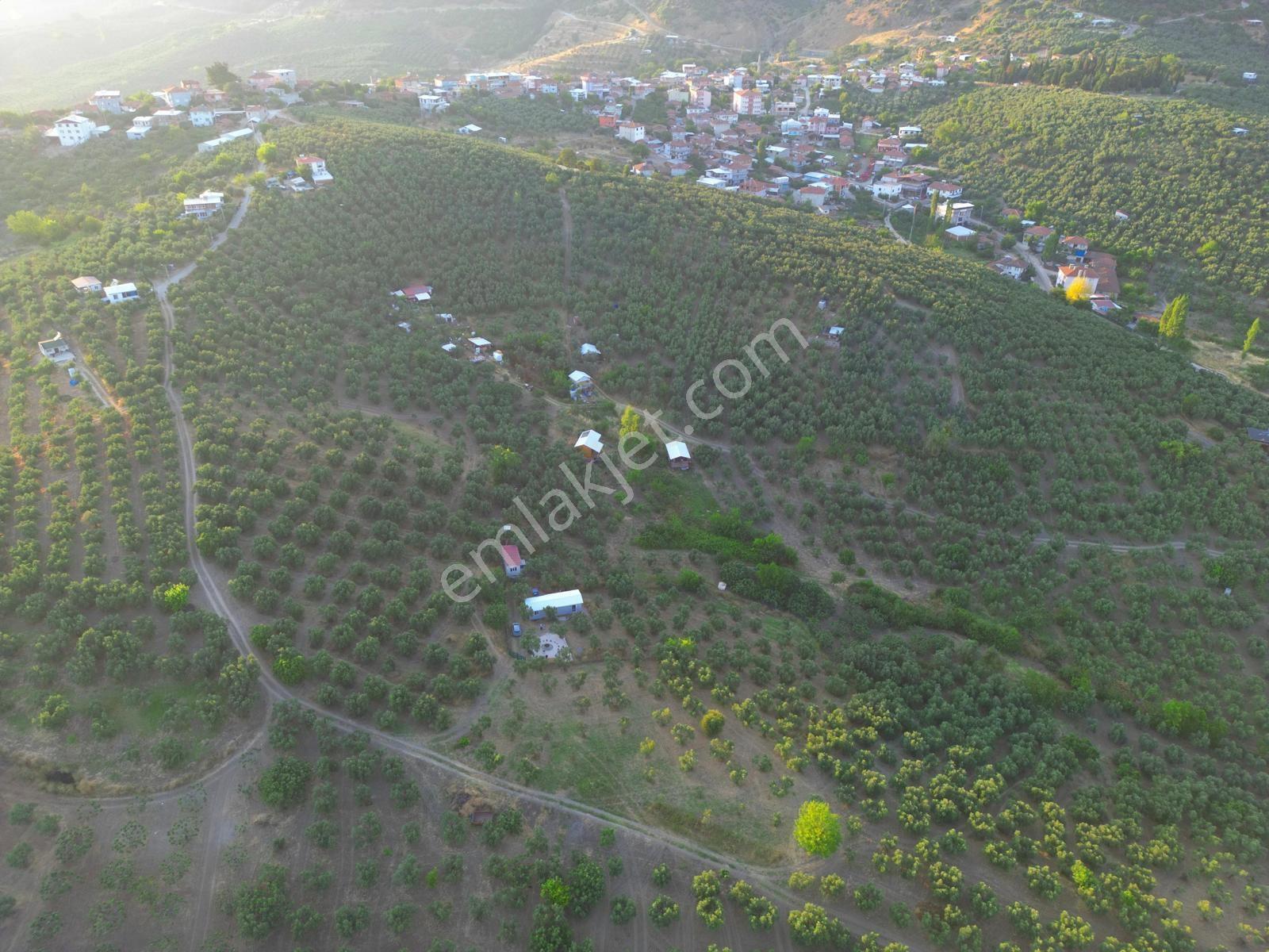 Remax Advantage Mirzaoba Köye 150m, 45m2 Bağ Evi Olan Zeytinlik - Görsel 16