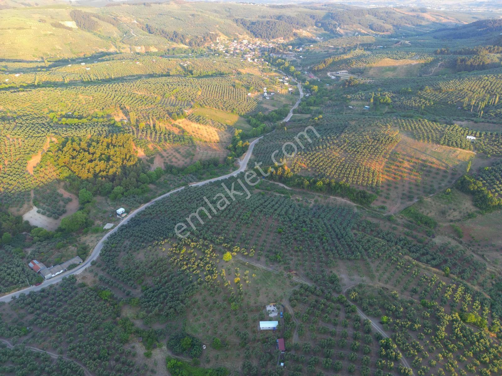 Remax Advantage Mirzaoba Köye 150m, 45m2 Bağ Evi Olan Zeytinlik - Görsel 9