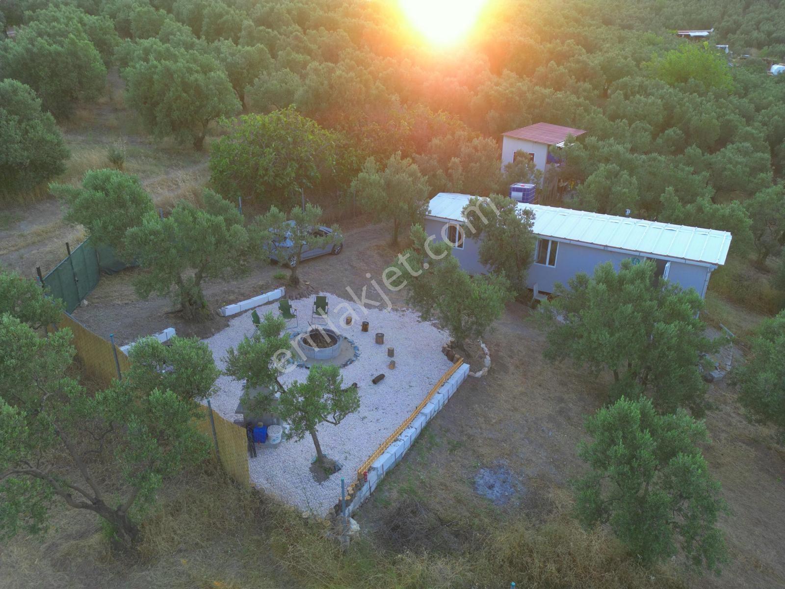 Remax Advantage Mirzaoba Köye 150m, 45m2 Bağ Evi Olan Zeytinlik - Görsel 7