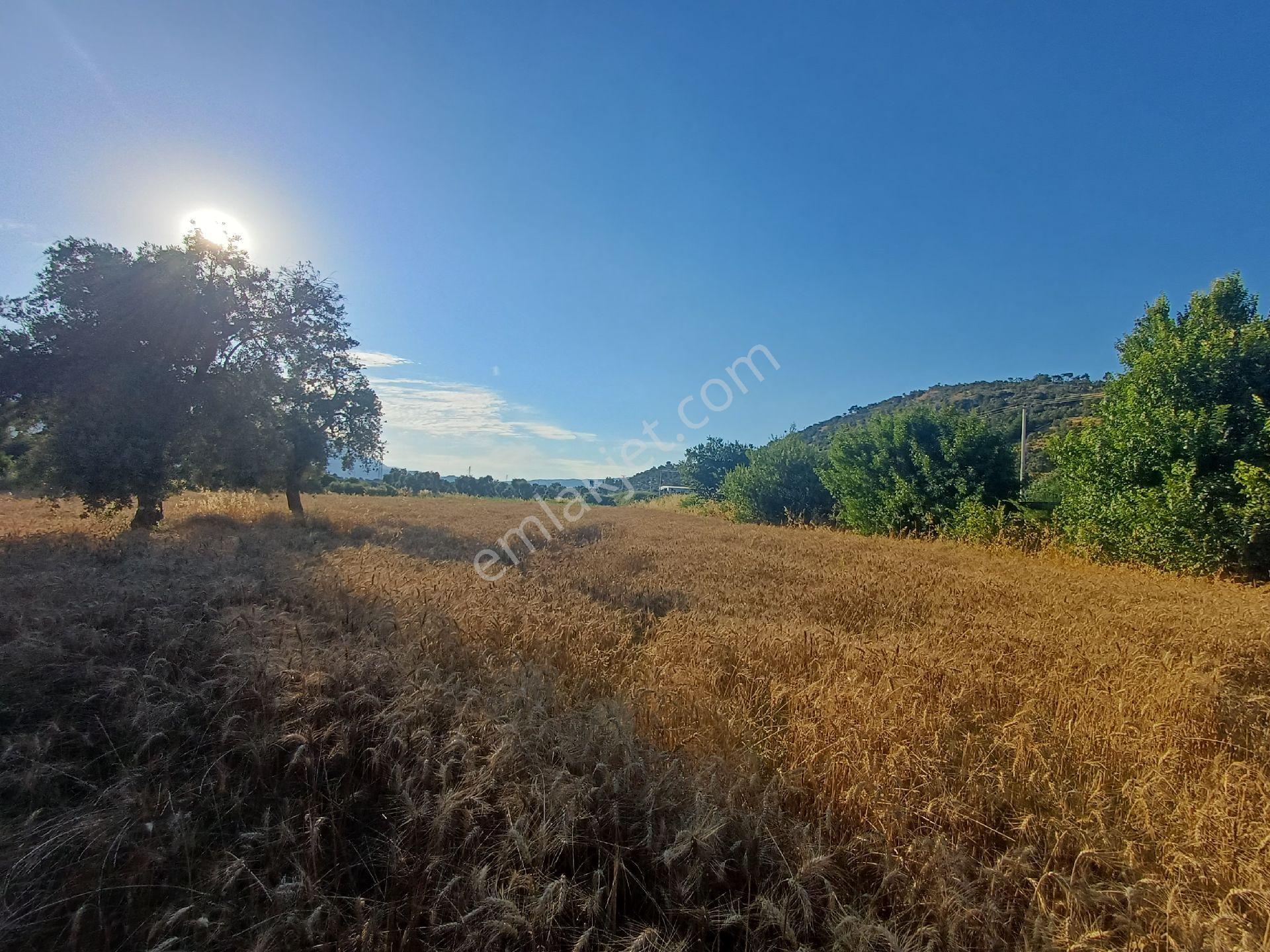 Milas/bodrum Yolu Üzerinde Satilik Tarla - Görsel 17