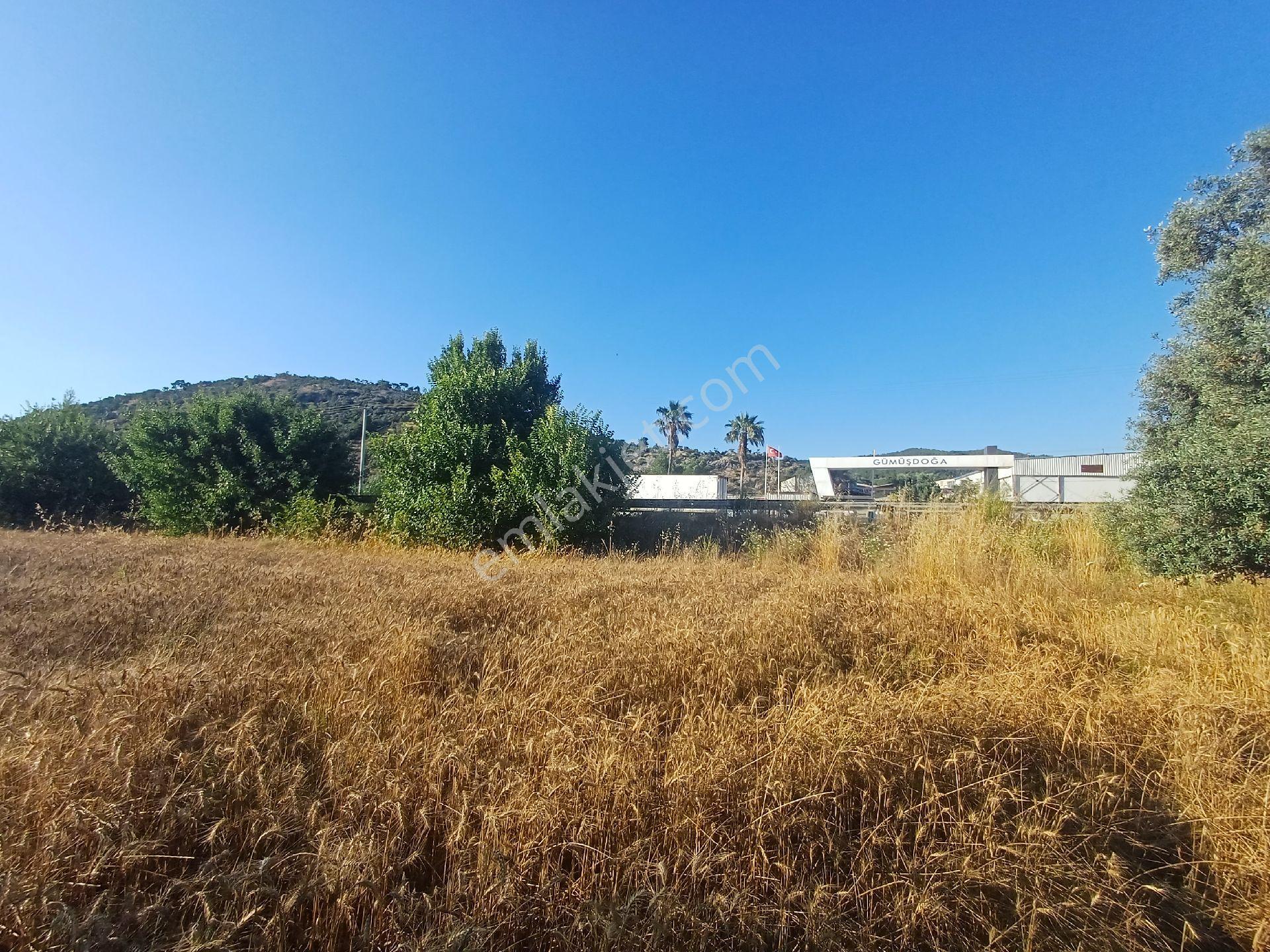 Milas/bodrum Yolu Üzerinde Satilik Tarla - Görsel 12