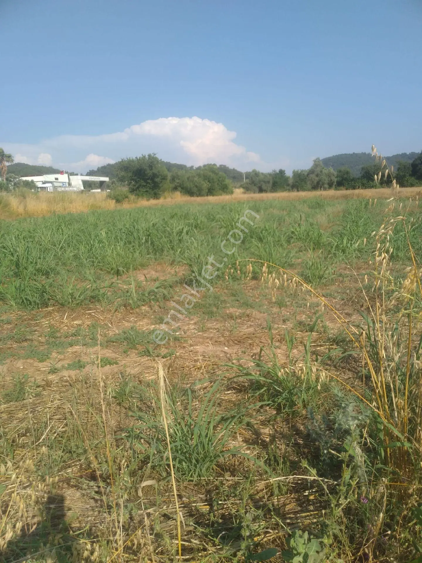 Milas/bodrum Yolu Üzerinde Satilik Tarla - Görsel 3