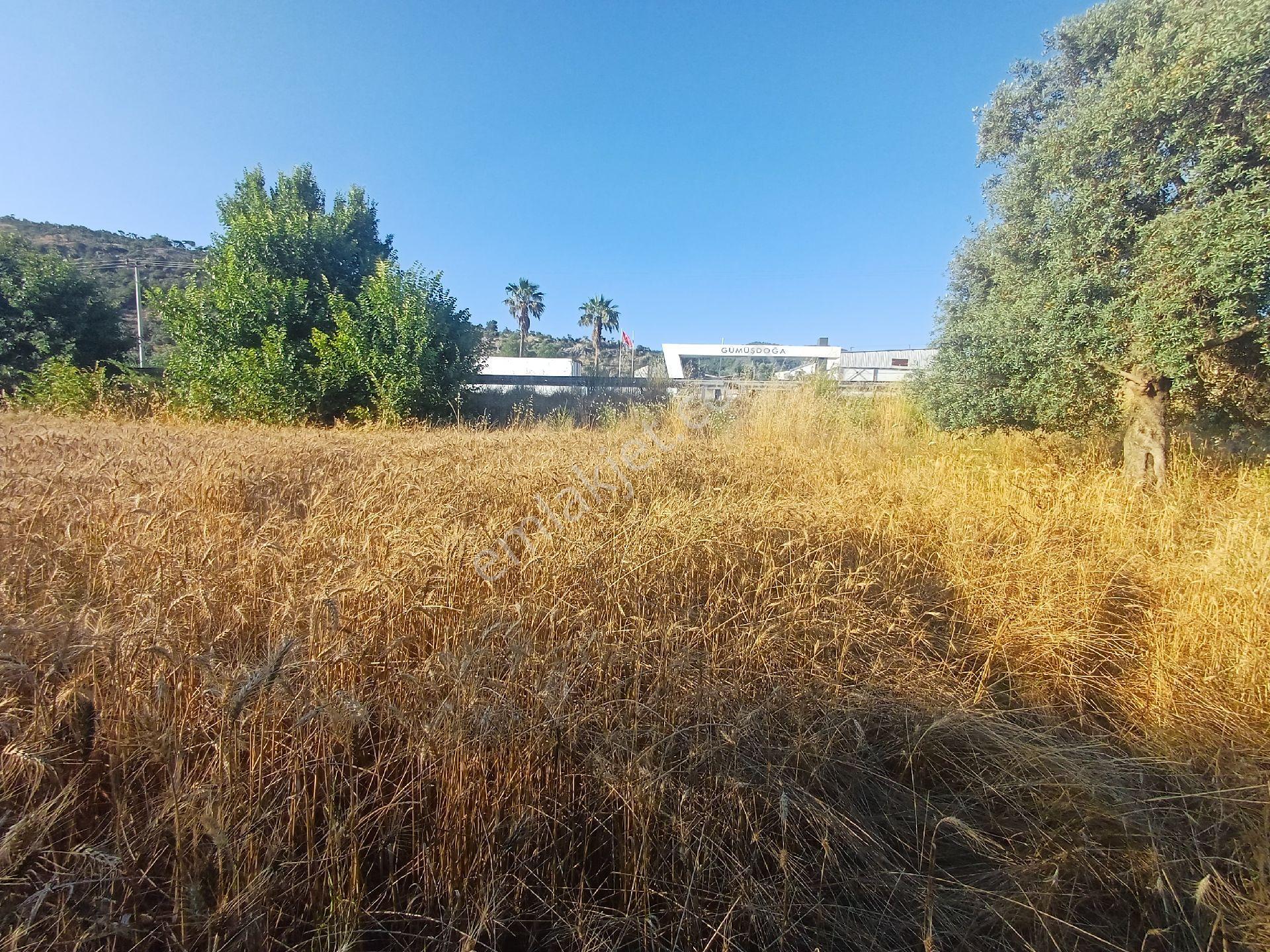 Milas/bodrum Yolu Üzerinde Satilik Tarla - Görsel 15