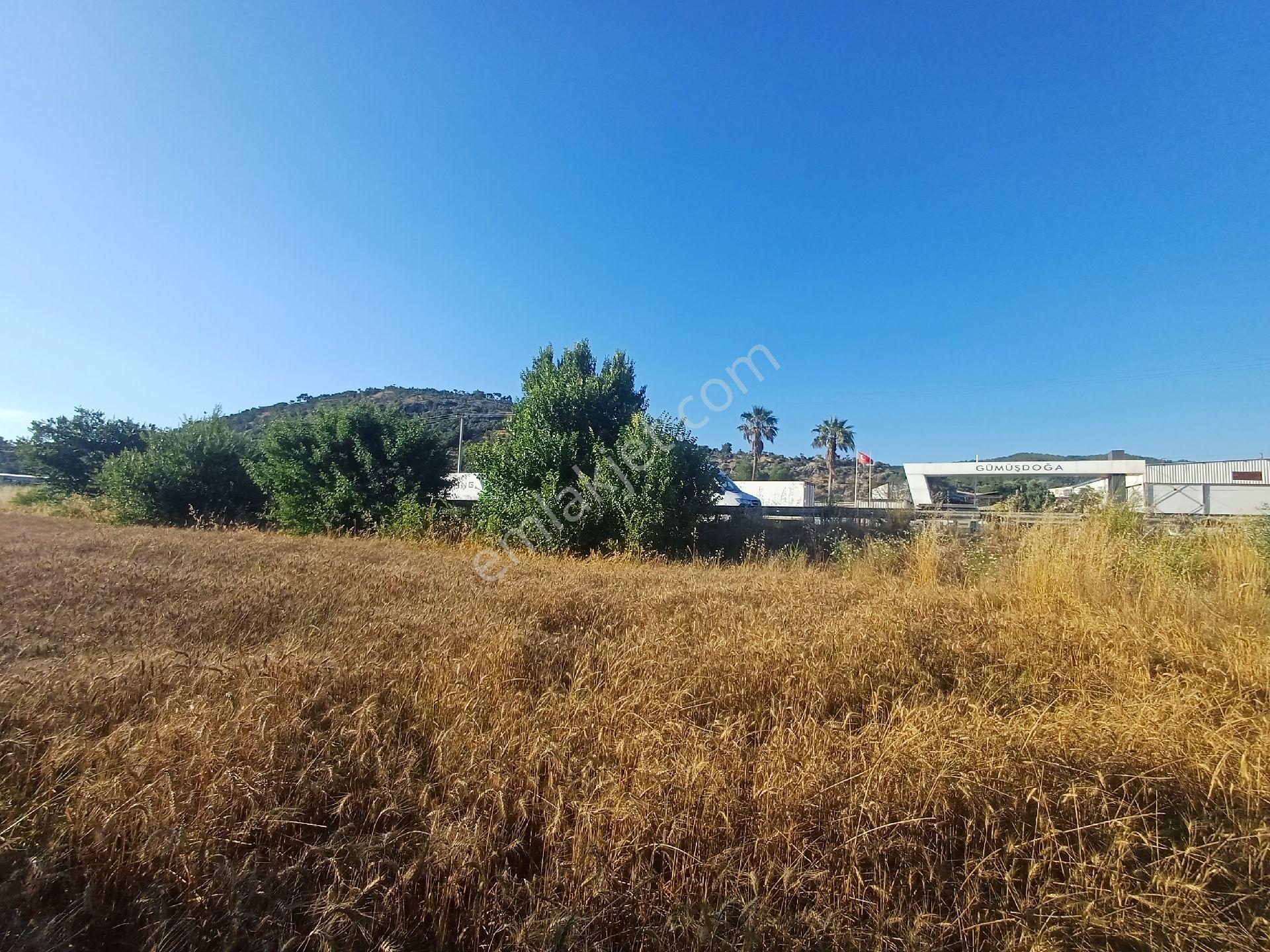 Milas/bodrum Yolu Üzerinde Satilik Tarla - Görsel 14