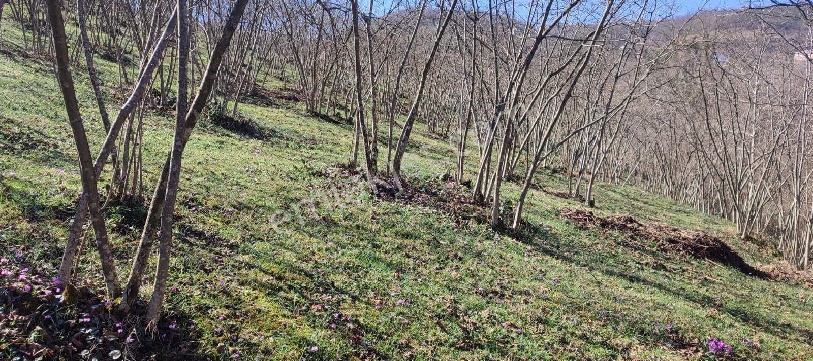 Ordu Ulubey Kıranyağmur Da Satılık 2 Adet Fındık Bahçesı - Görsel 35