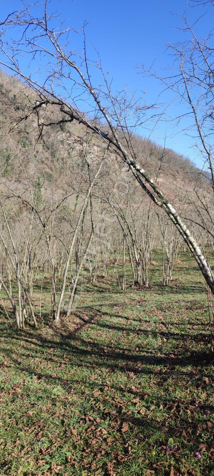 Ordu Ulubey Kıranyağmur Da Satılık 2 Adet Fındık Bahçesı - Görsel 7