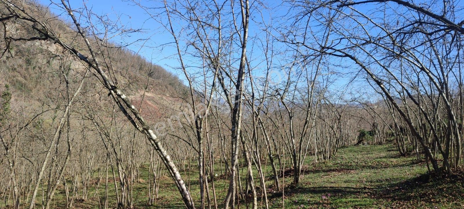 Ordu Ulubey Kıranyağmur Da Satılık 2 Adet Fındık Bahçesı - Görsel 22