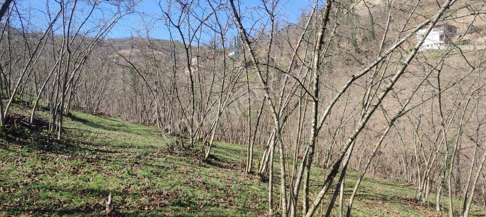 Ordu Ulubey Kıranyağmur Da Satılık 2 Adet Fındık Bahçesı - Görsel 30