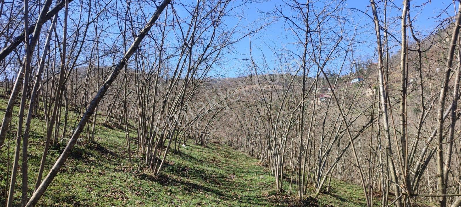 Ordu Ulubey Kıranyağmur Da Satılık 2 Adet Fındık Bahçesı - Görsel 10