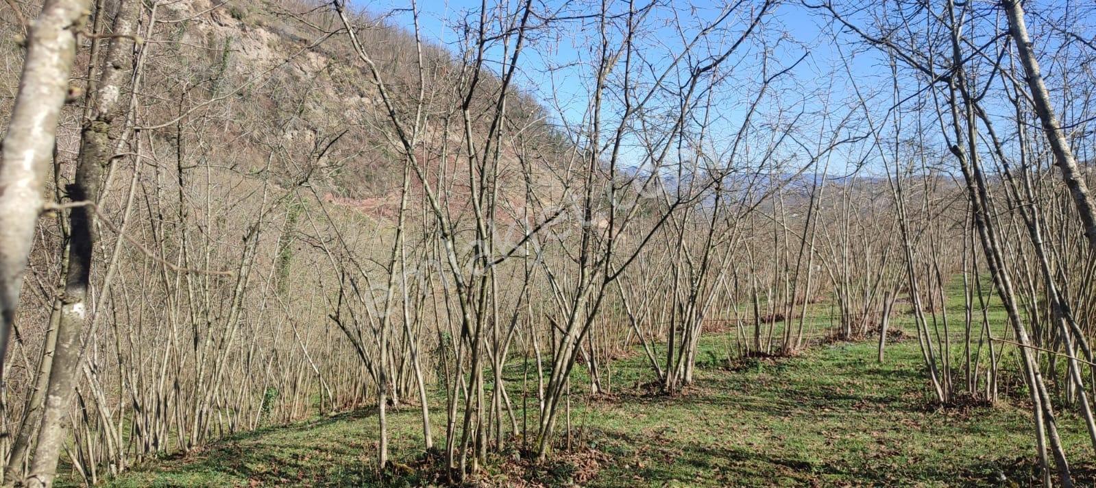 Ordu Ulubey Kıranyağmur Da Satılık 2 Adet Fındık Bahçesı - Görsel 17