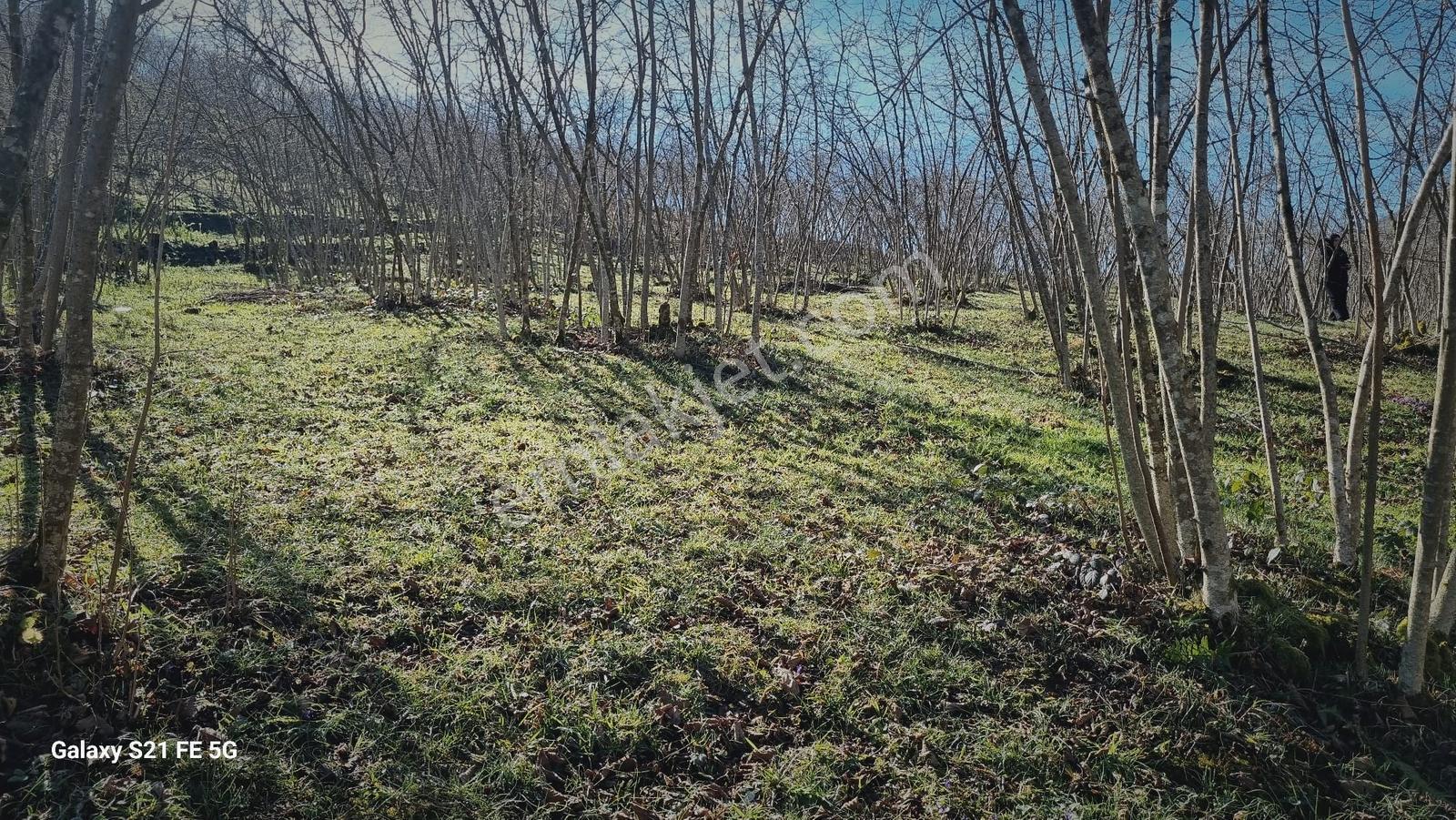 Ordu Ulubey Kıranyağmur Da Satılık 2 Adet Fındık Bahçesı - Görsel 29