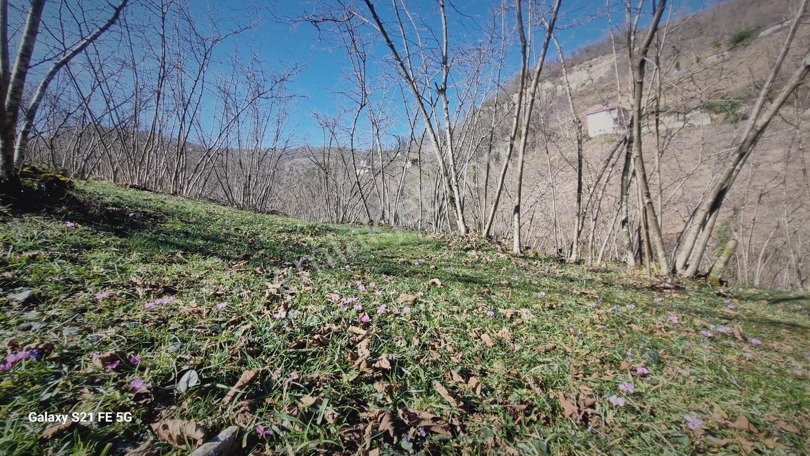 Ordu Ulubey Kıranyağmur Da Satılık 2 Adet Fındık Bahçesı - Görsel 18