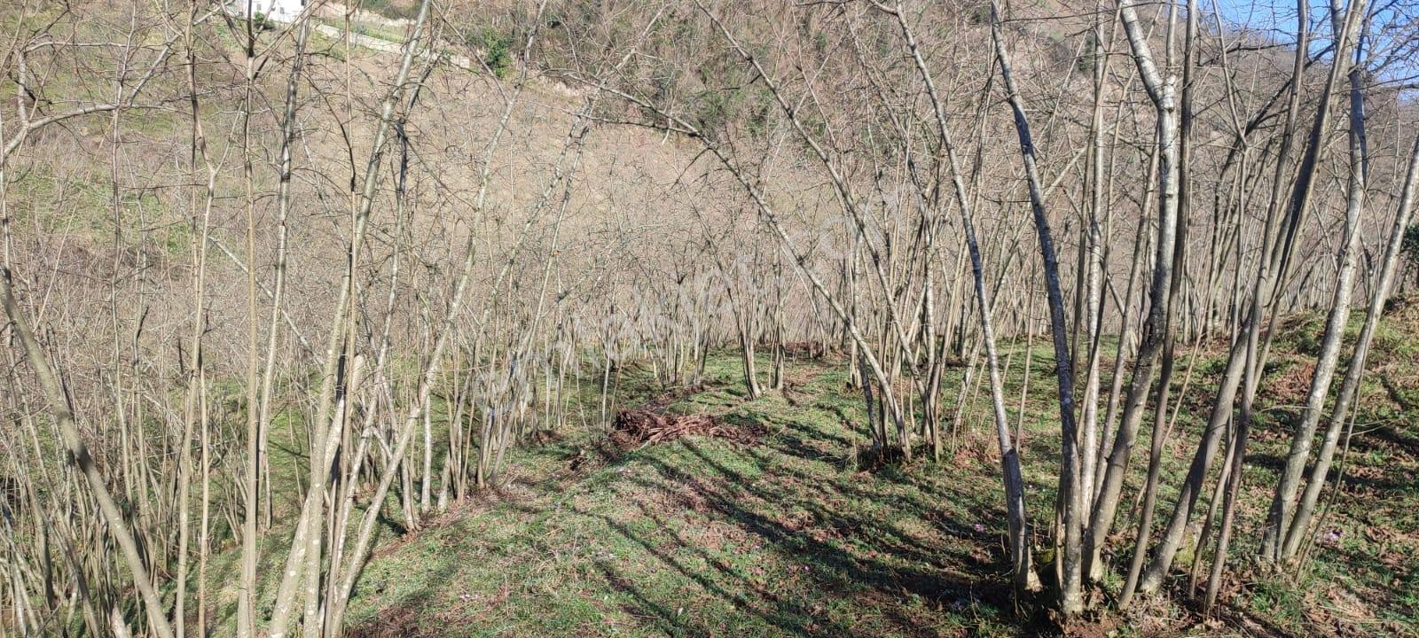 Ordu Ulubey Kıranyağmur Da Satılık 2 Adet Fındık Bahçesı - Görsel 9