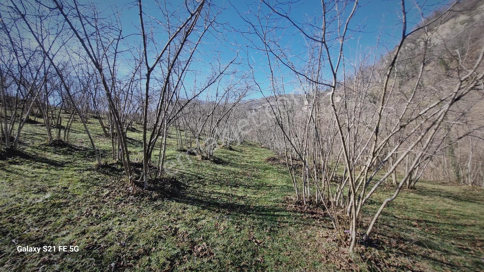 Ordu Ulubey Kıranyağmur Da Satılık 2 Adet Fındık Bahçesı - Görsel 13