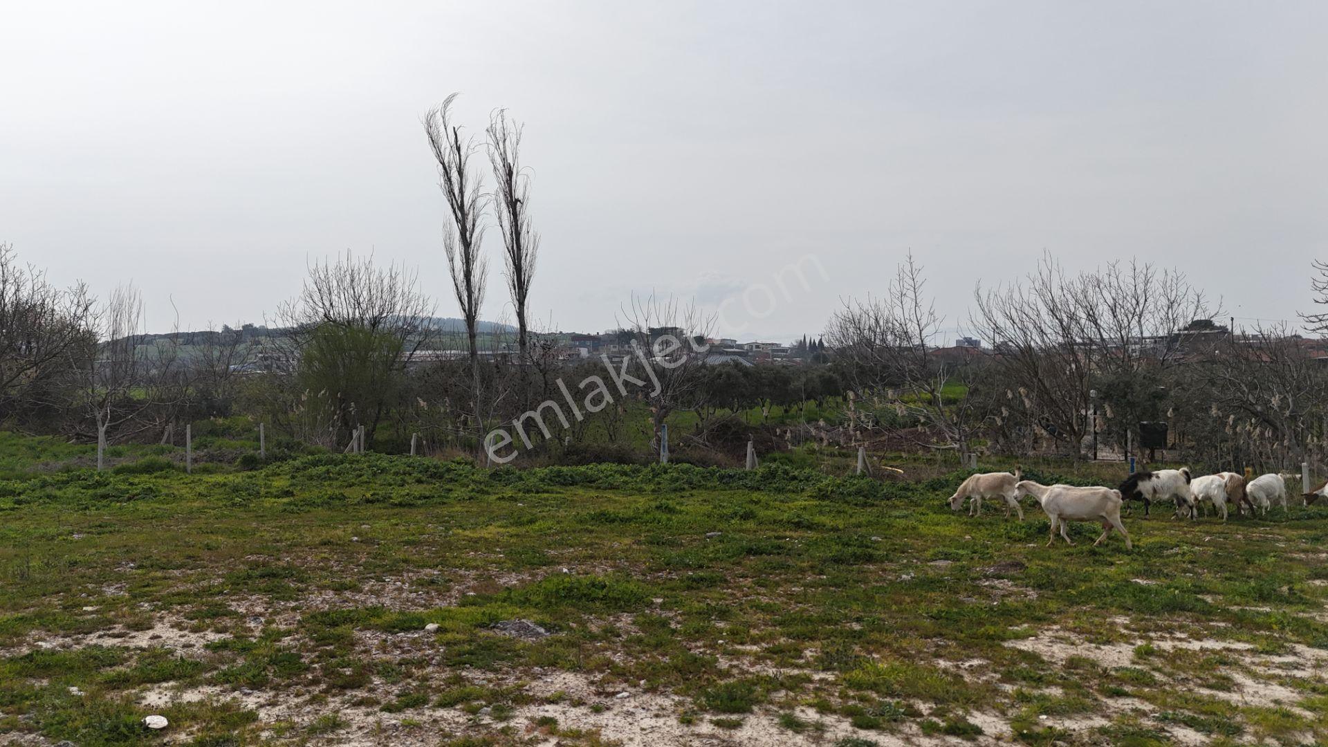 İzmir Menderes Oğlananasında 151m2 Tapu Köyiçi Taksimli Arsa - Görsel 10