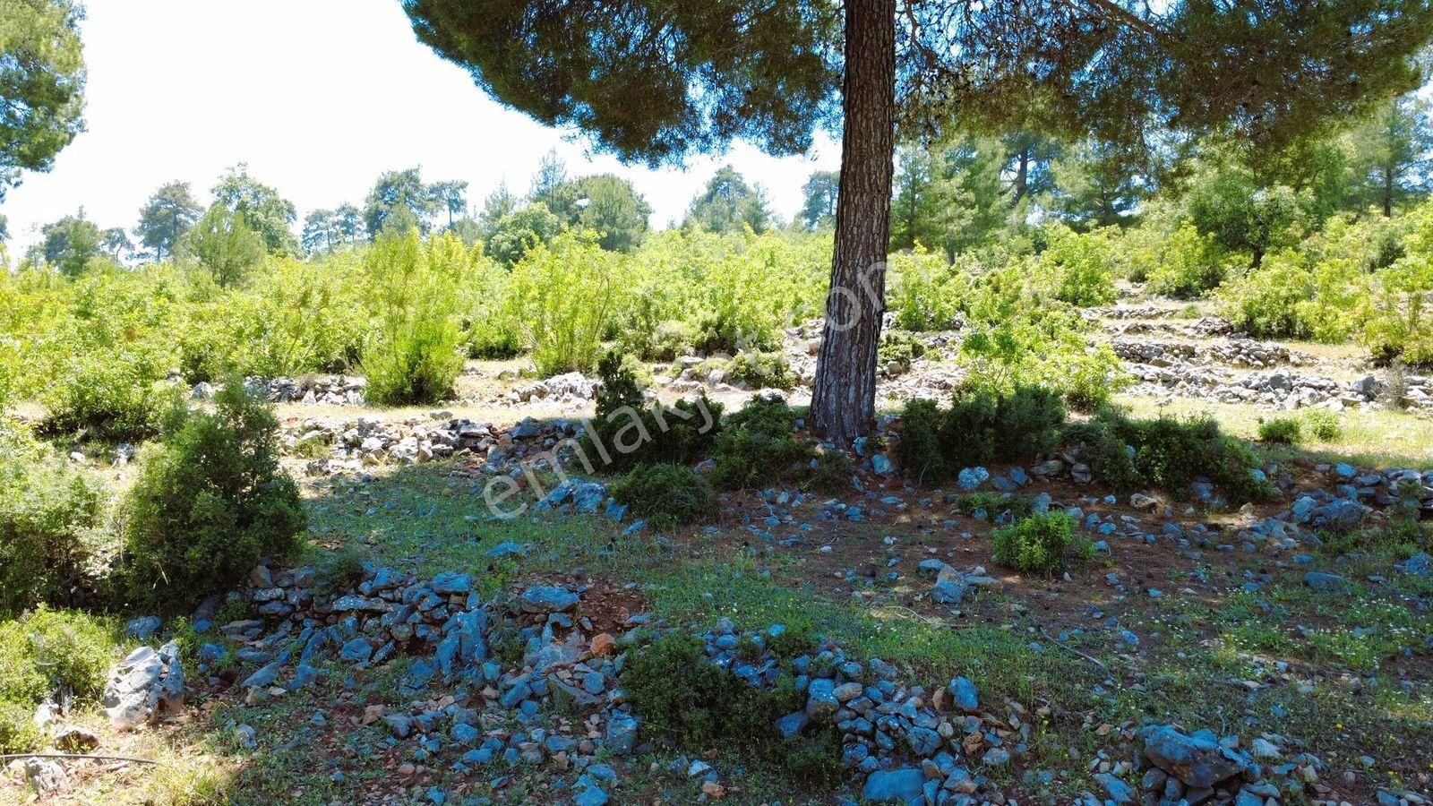 Alanya Karamanlarda Satılık 2.098 M2 Müstakil Tarla - Görsel 26