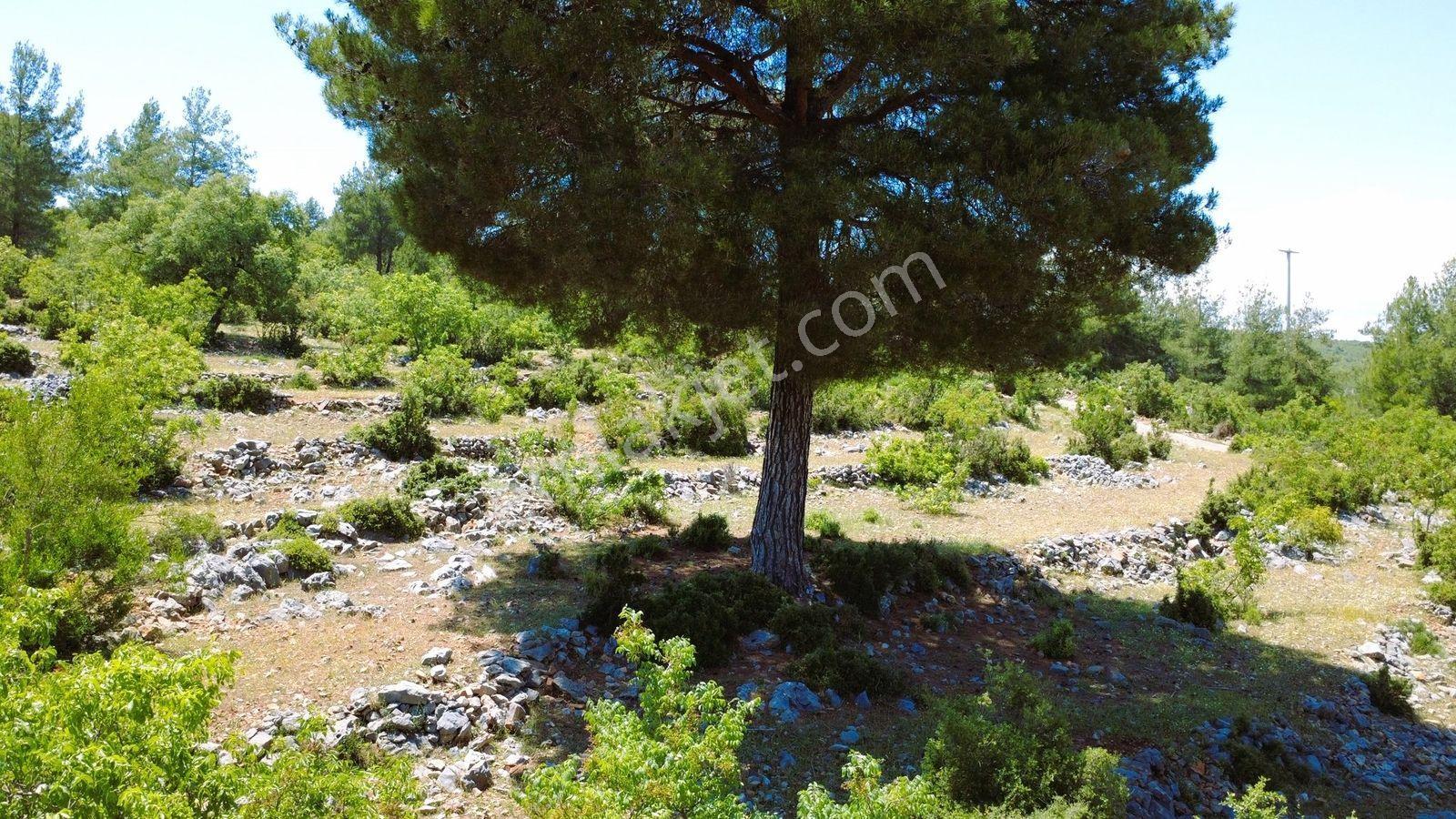 Alanya Karamanlarda Satılık 2.098 M2 Müstakil Tarla - Görsel 19