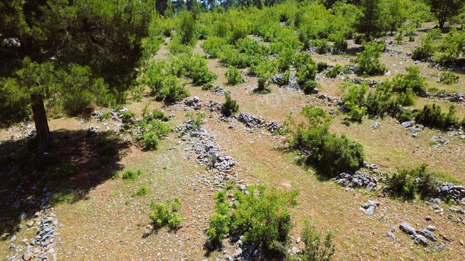 Alanya Karamanlarda Satılık 2.098 M2 Müstakil Tarla - Görsel 6