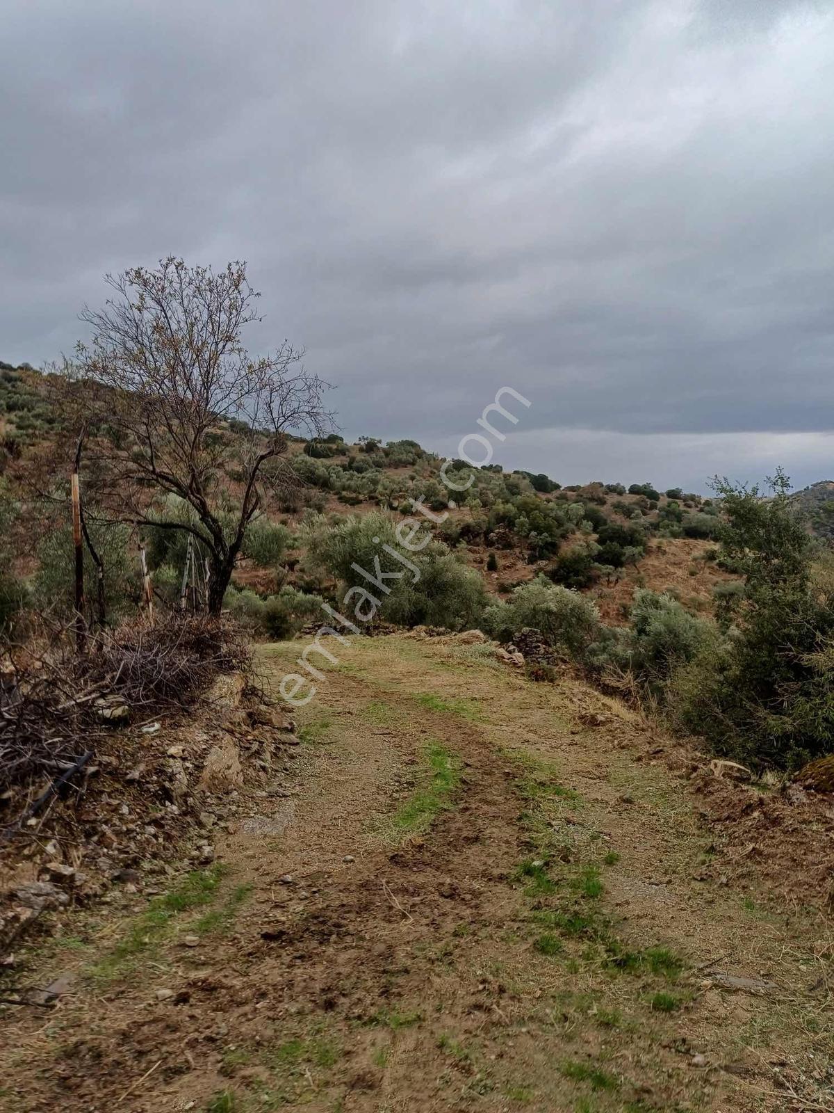 Aydın Merkeze 12 Km Yatırımlık Fırsat Arsa - Görsel 11