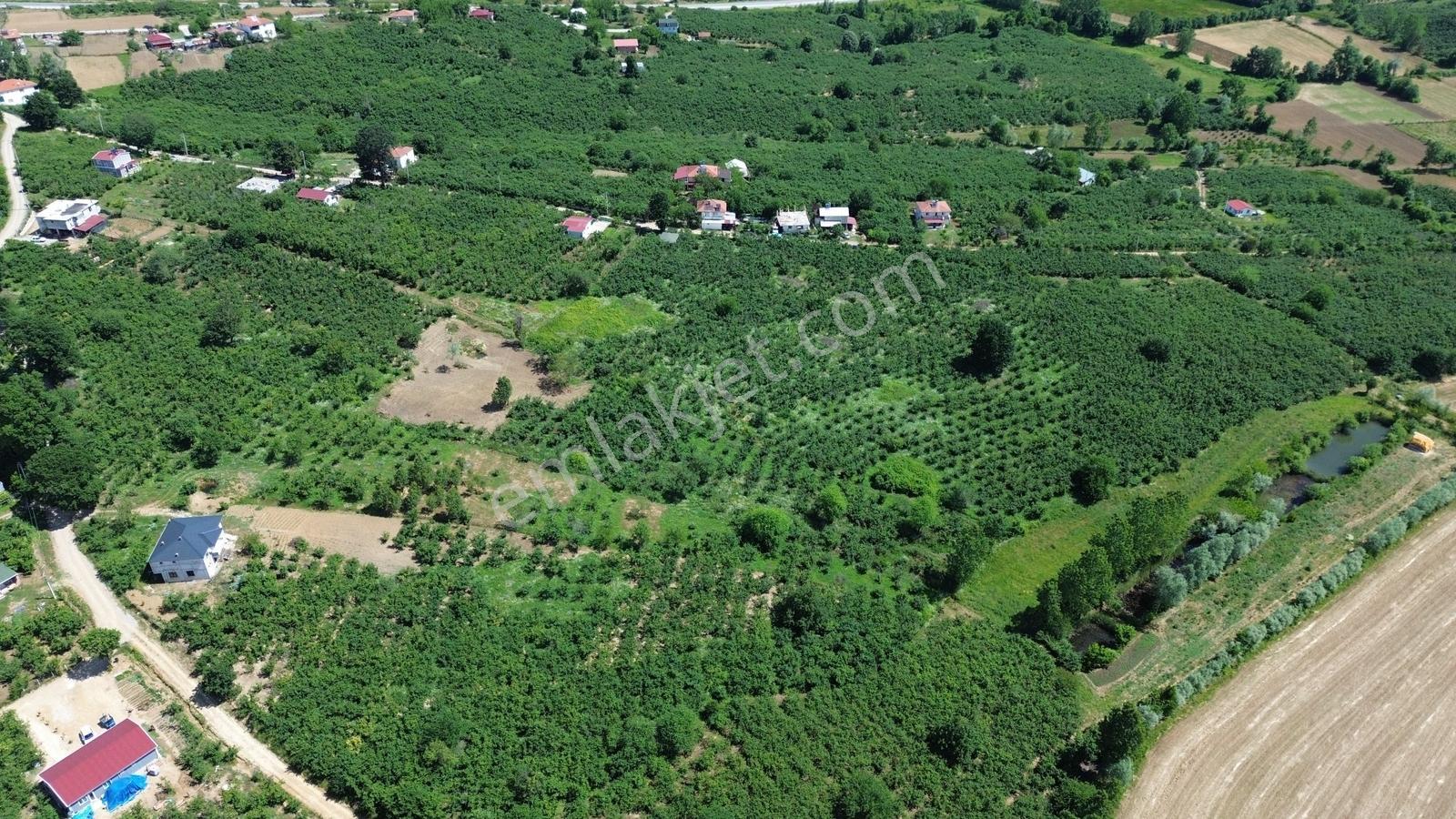 Karasu Taşlıgeçit'te 10.234 M² Satılık Fındık Bahçesi Arsa!! - Görsel 3