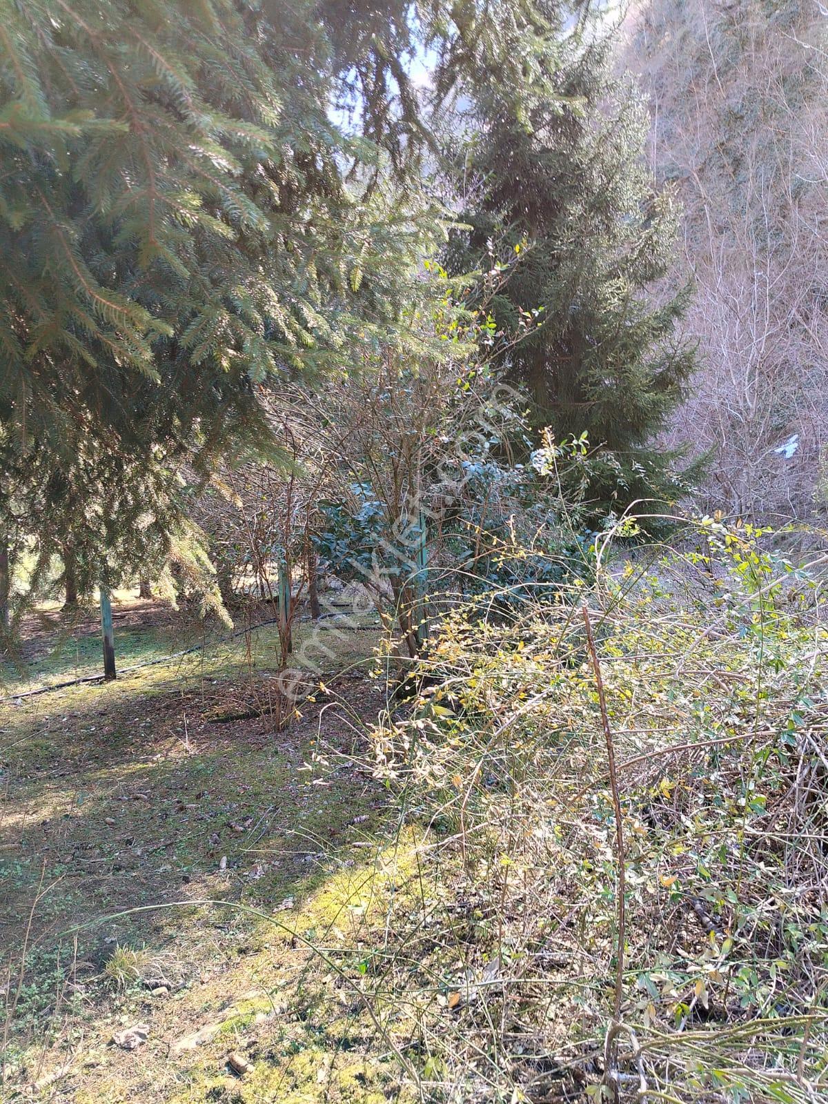 Altın Emlak Giresun'dan Doğankent'te 12 Dönüm Satılık Fındık Bahçesi & Balık Tesisi - Görsel 29