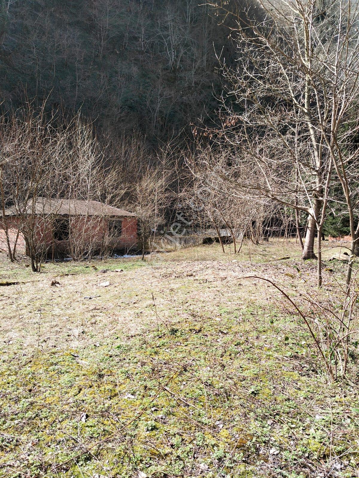 Altın Emlak Giresun'dan Doğankent'te 12 Dönüm Satılık Fındık Bahçesi & Balık Tesisi - Görsel 14