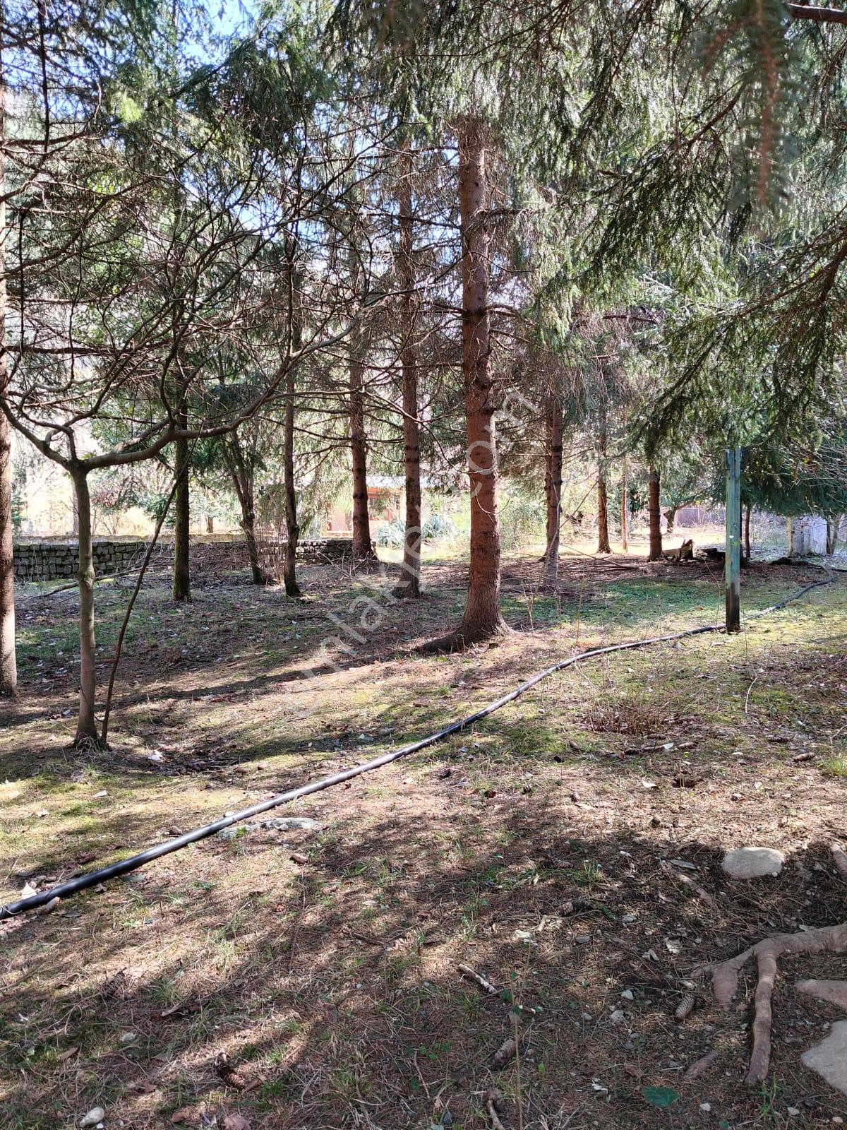 Altın Emlak Giresun'dan Doğankent'te 12 Dönüm Satılık Fındık Bahçesi & Balık Tesisi - Görsel 28