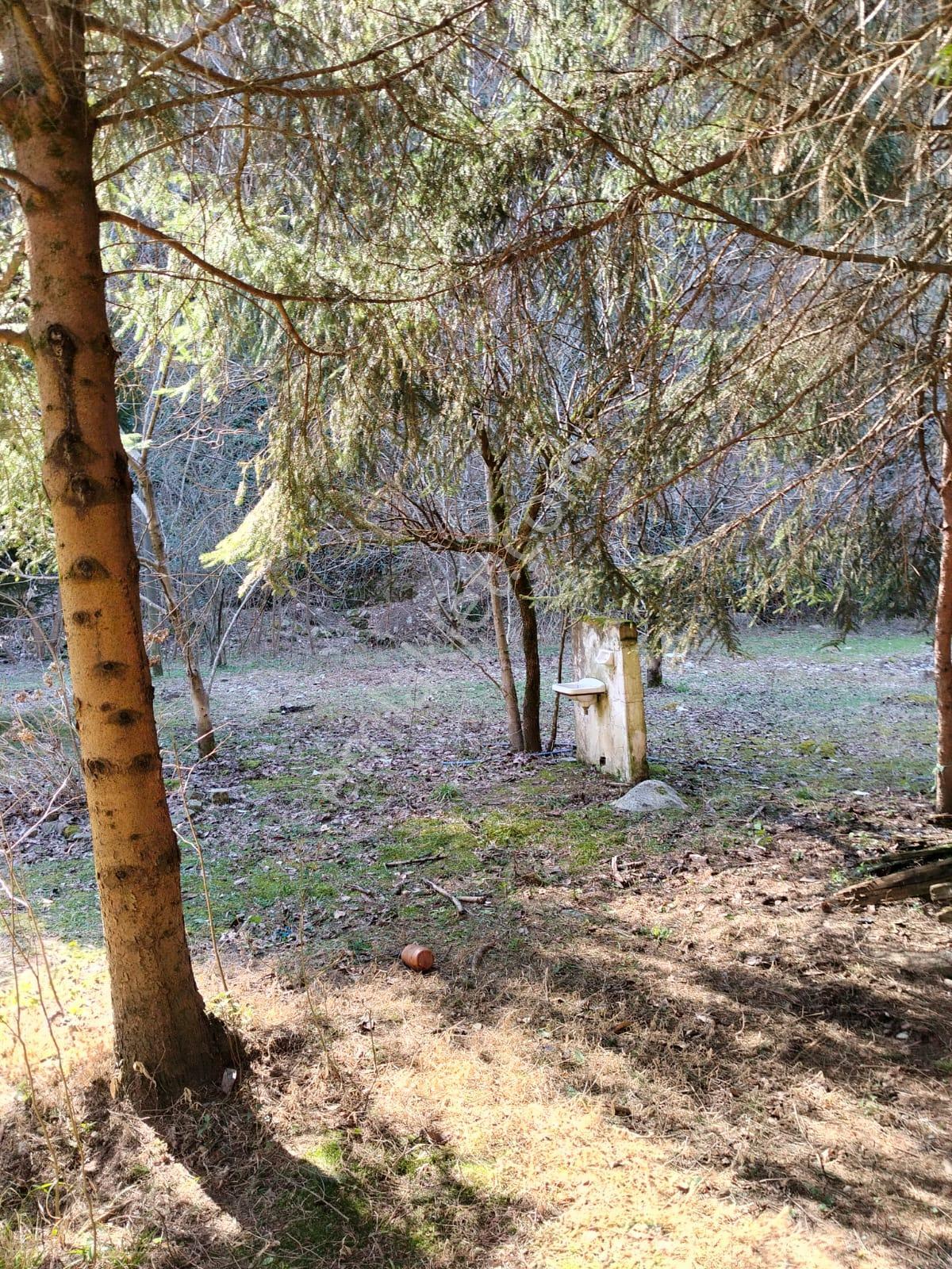 Altın Emlak Giresun'dan Doğankent'te 12 Dönüm Satılık Fındık Bahçesi & Balık Tesisi - Görsel 21