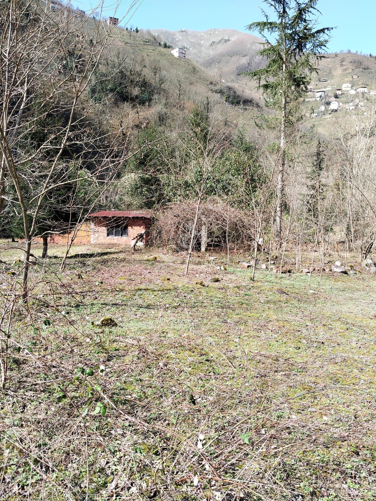 Altın Emlak Giresun'dan Doğankent'te 12 Dönüm Satılık Fındık Bahçesi & Balık Tesisi - Görsel 25