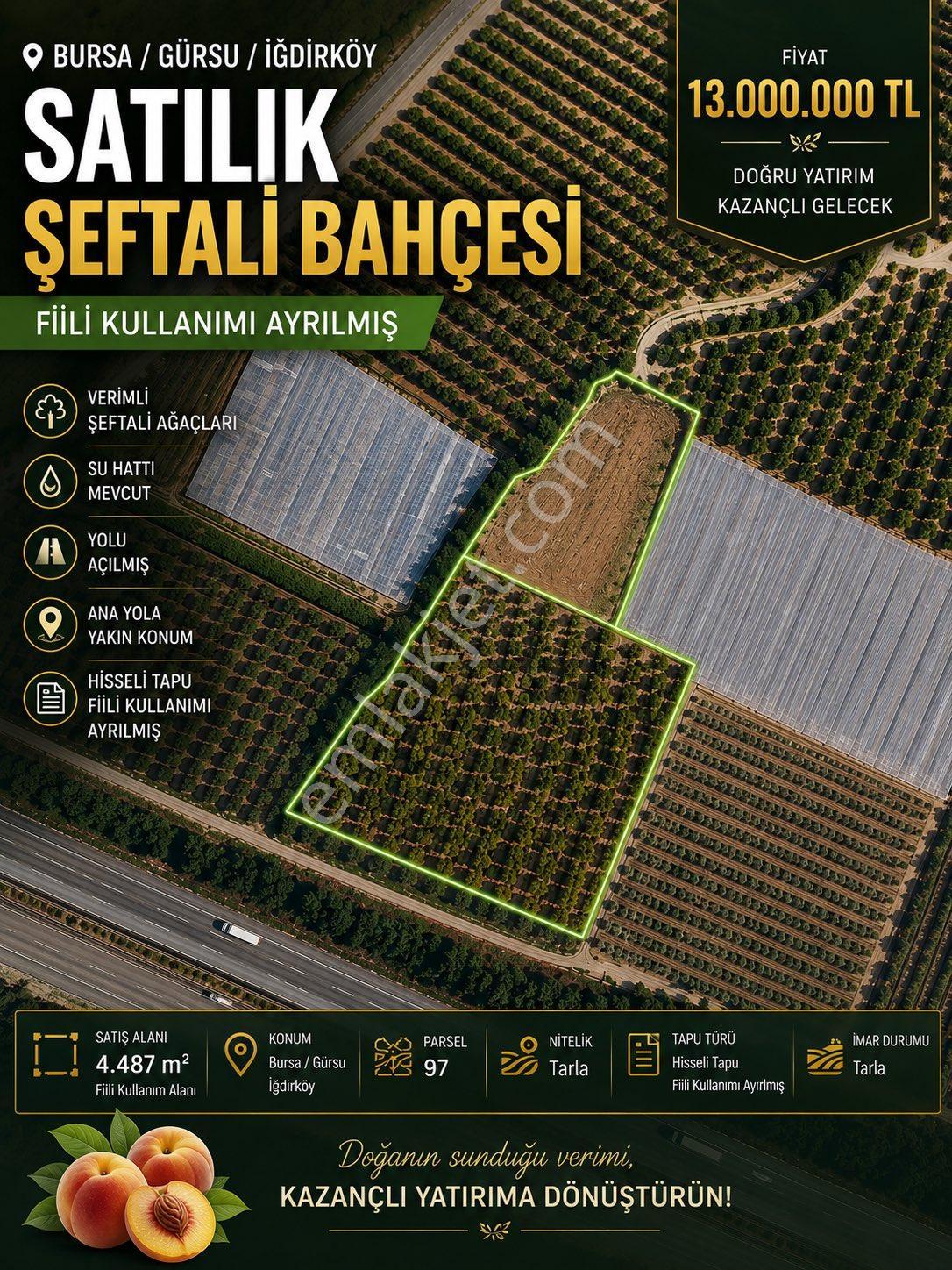 Gürsu İğdirköy’de Fiili Kullanımı Ayrılmış Şeftali Bahçesi