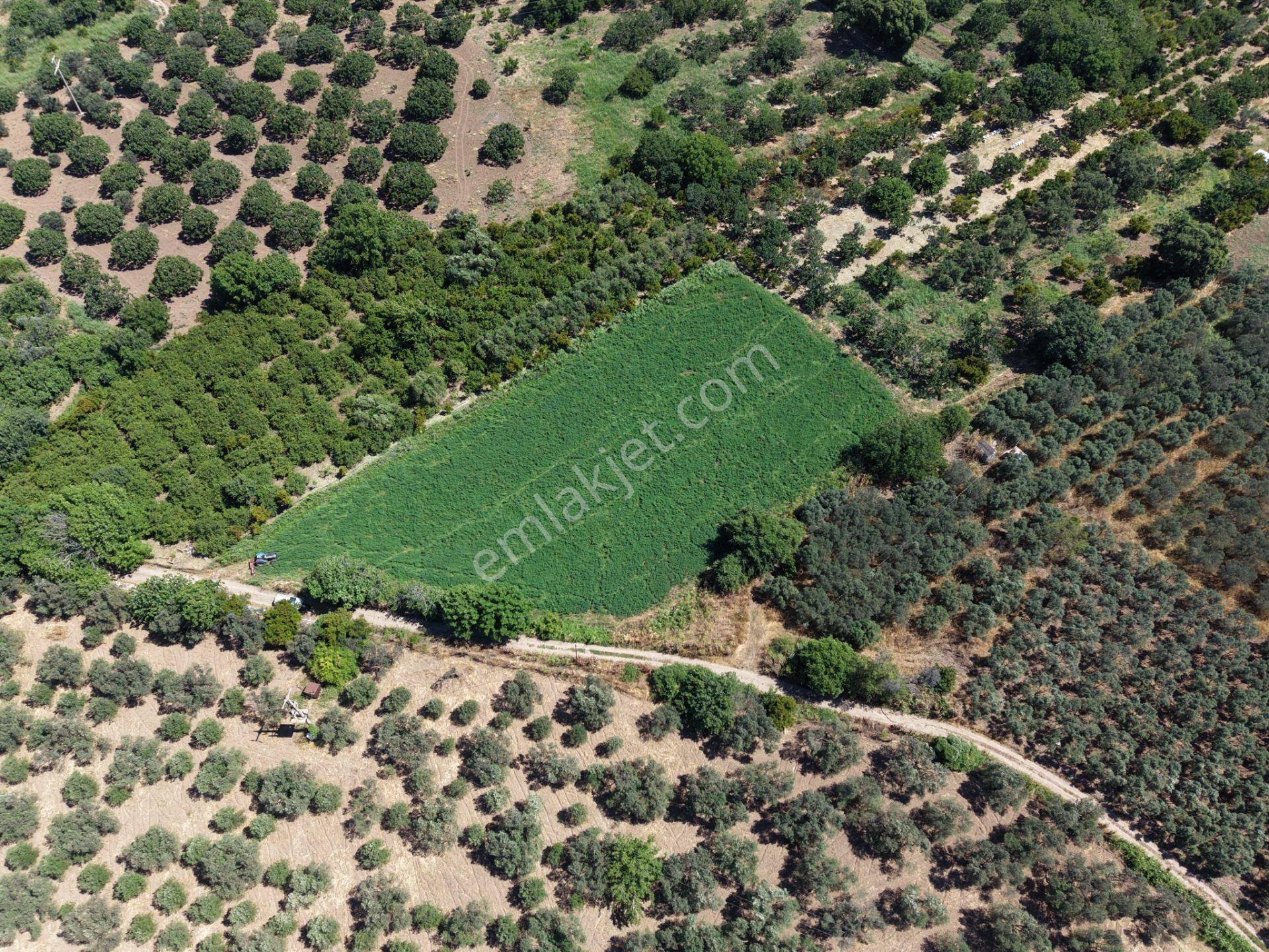 ▀▄mera Emlaktan Havran Tekke Mah. Doğayla İç İçe 4.948m2 Tarla - Görsel 3