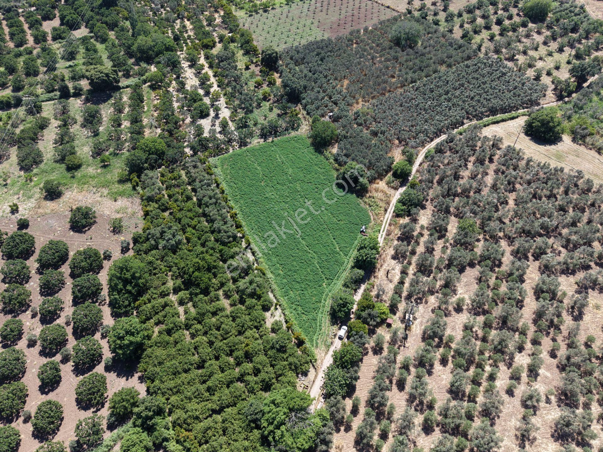 ▀▄mera Emlaktan Havran Tekke Mah. Doğayla İç İçe 4.948m2 Tarla - Görsel 5