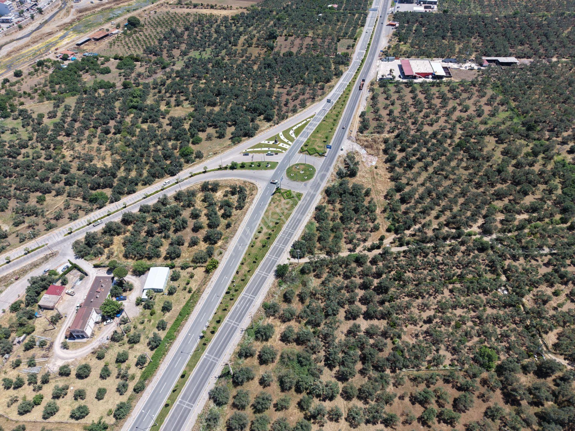 ▀mera Emlaktan Havran Mescitde Asfalta Cephe 2.081m2 Zeytinlik - Görsel 6
