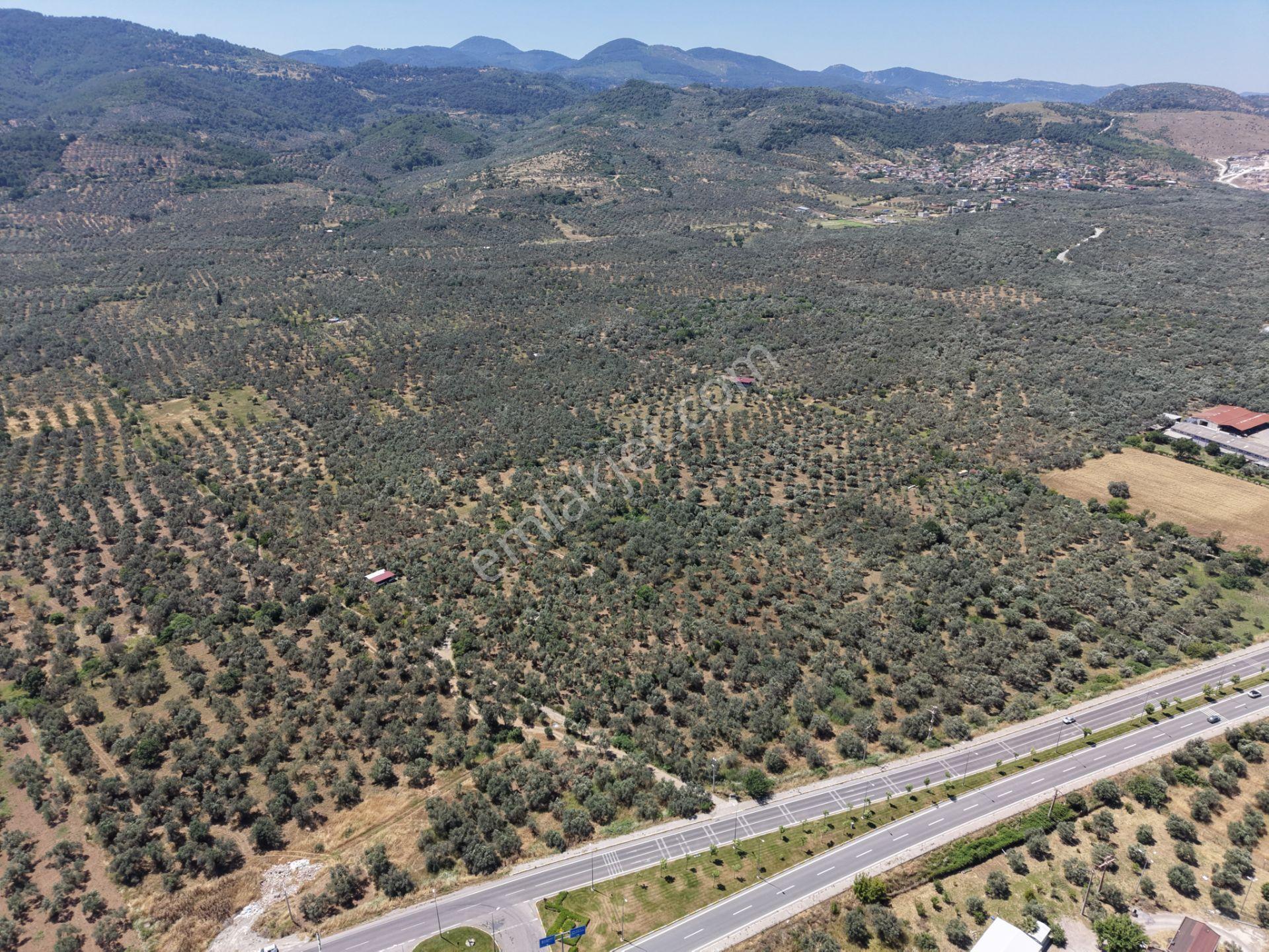 ▀mera Emlaktan Havran Mescitde Asfalta Cephe 2.081m2 Zeytinlik - Görsel 15
