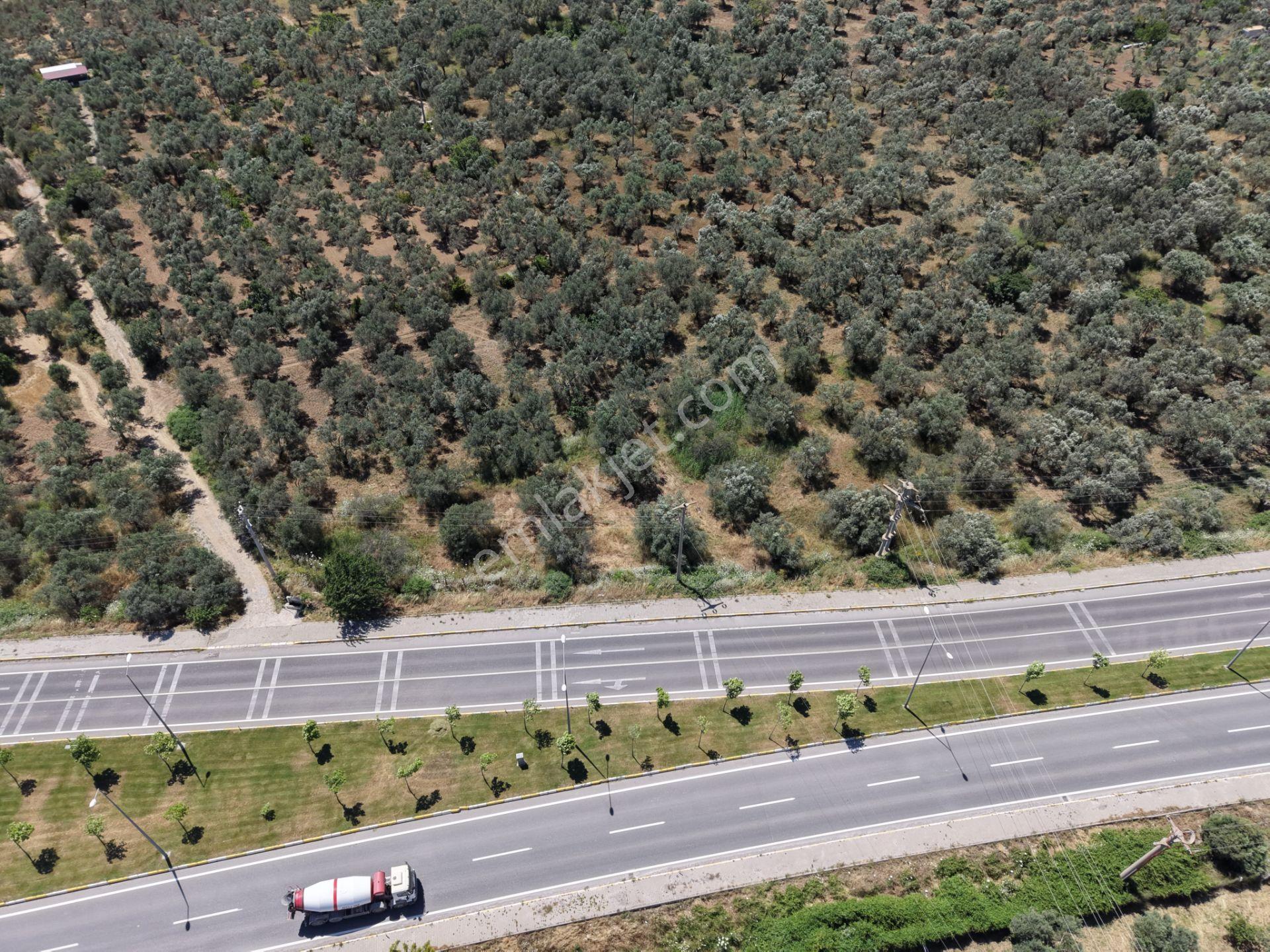 ▀mera Emlaktan Havran Mescitde Asfalta Cephe 2.081m2 Zeytinlik - Görsel 26