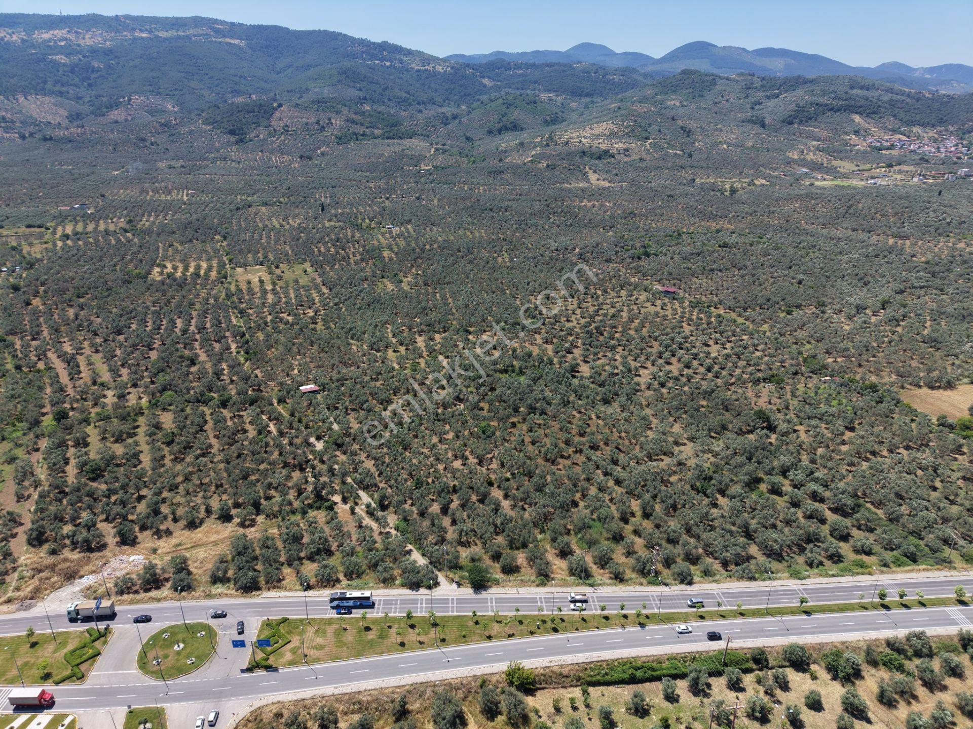 ▀mera Emlaktan Havran Mescitde Asfalta Cephe 2.081m2 Zeytinlik - Görsel 16