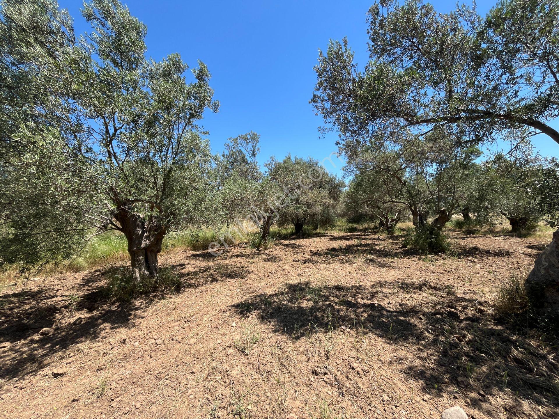 ▀mera Emlaktan Havran Mescitde Asfalta Cephe 2.081m2 Zeytinlik - Görsel 31
