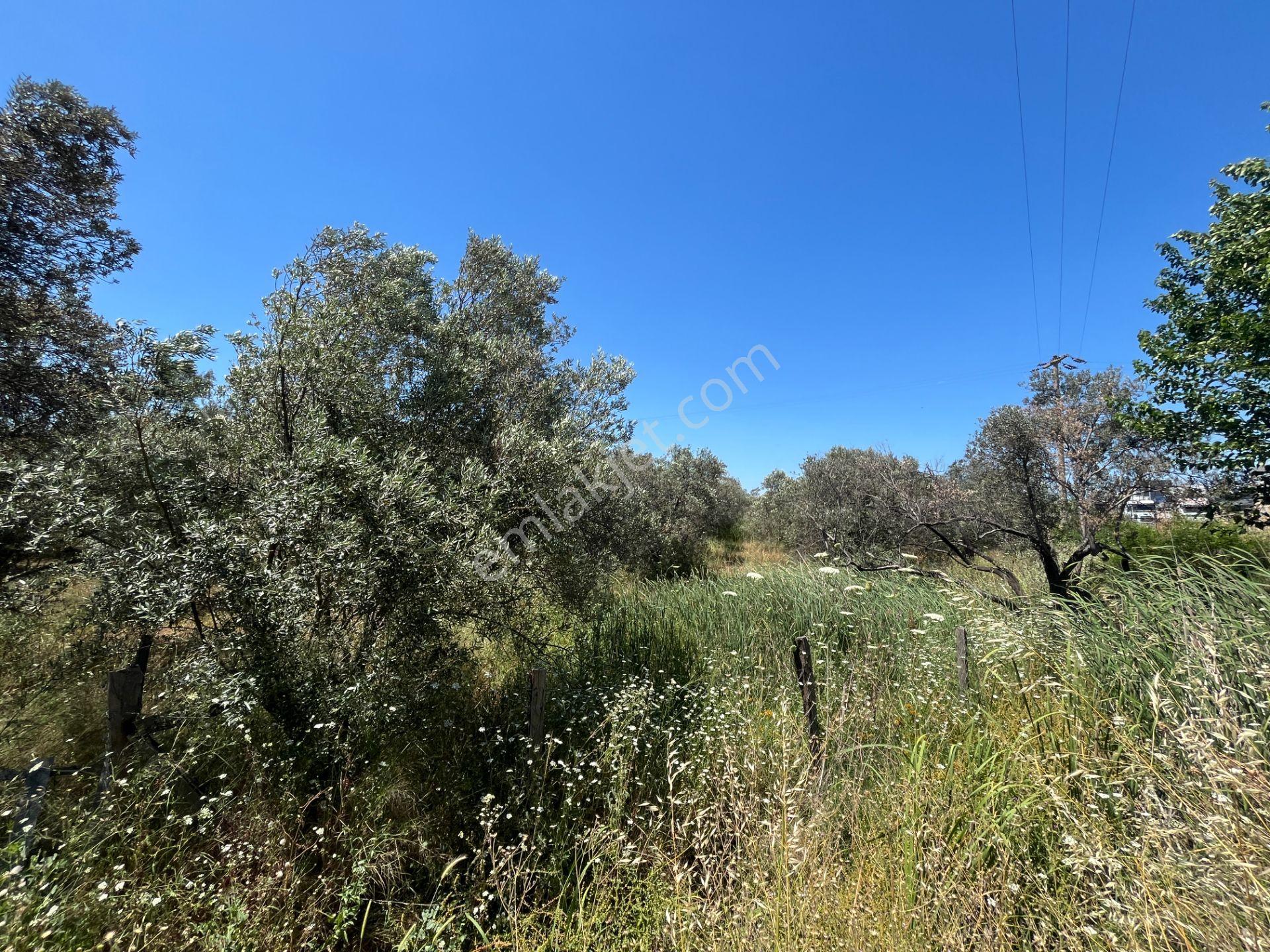 ▀mera Emlaktan Havran Mescitde Asfalta Cephe 2.081m2 Zeytinlik - Görsel 30