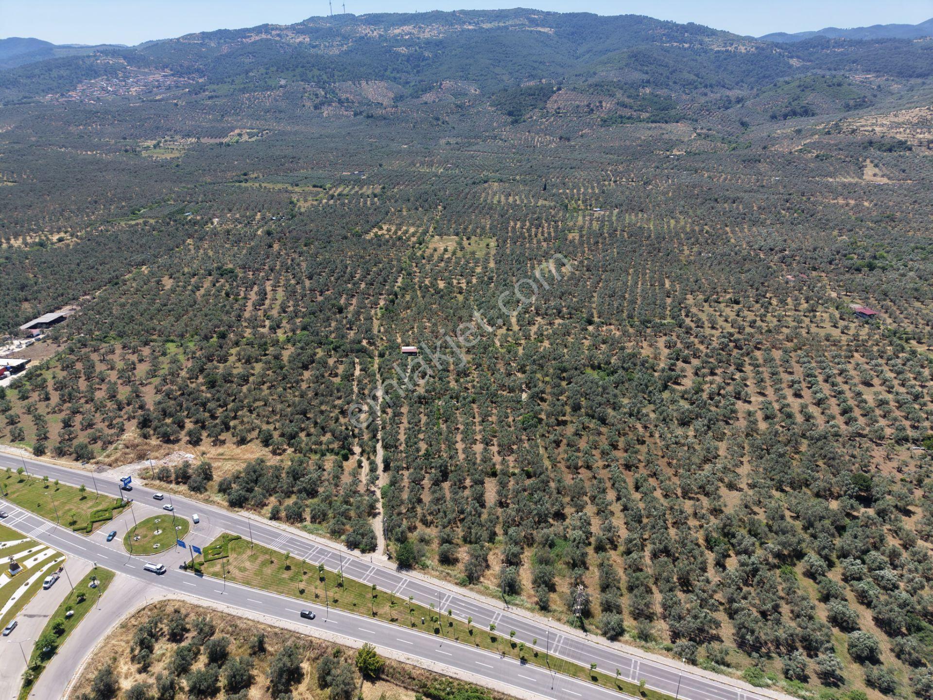 ▀mera Emlaktan Havran Mescitde Asfalta Cephe 2.081m2 Zeytinlik - Görsel 17