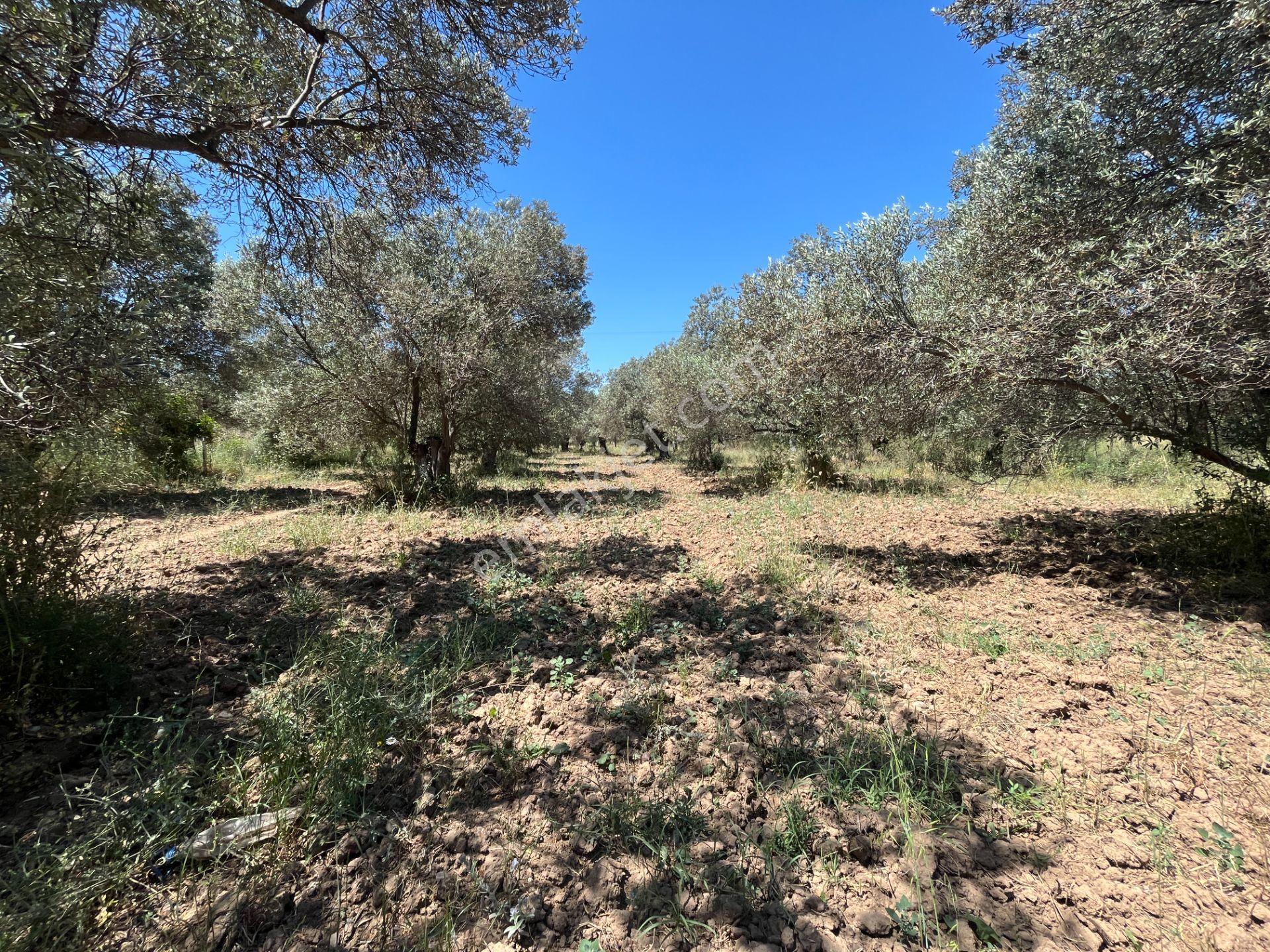 ▀mera Emlaktan Havran Mescitde Asfalta Cephe 2.081m2 Zeytinlik - Görsel 22