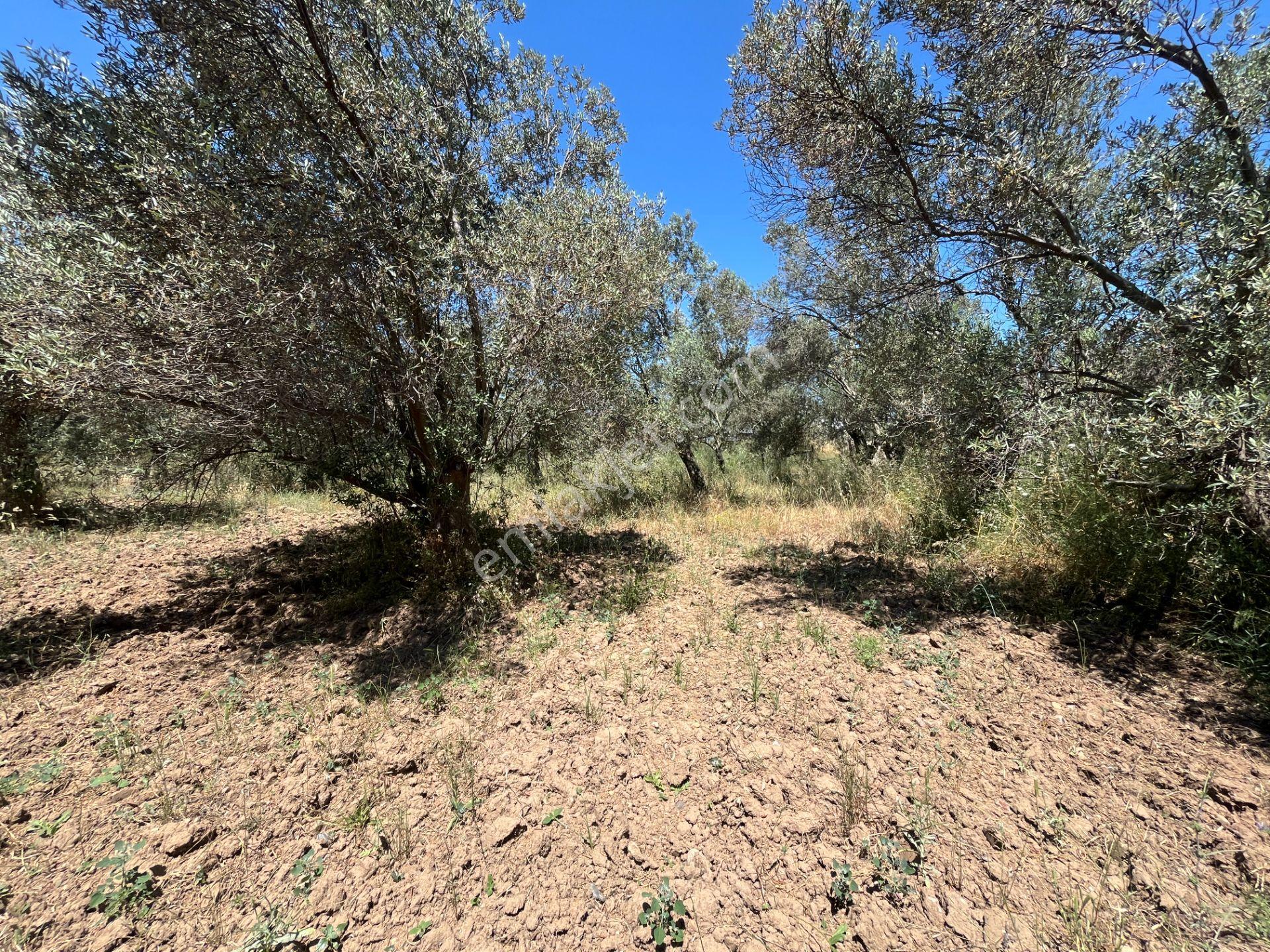 ▀mera Emlaktan Havran Mescitde Asfalta Cephe 2.081m2 Zeytinlik - Görsel 35