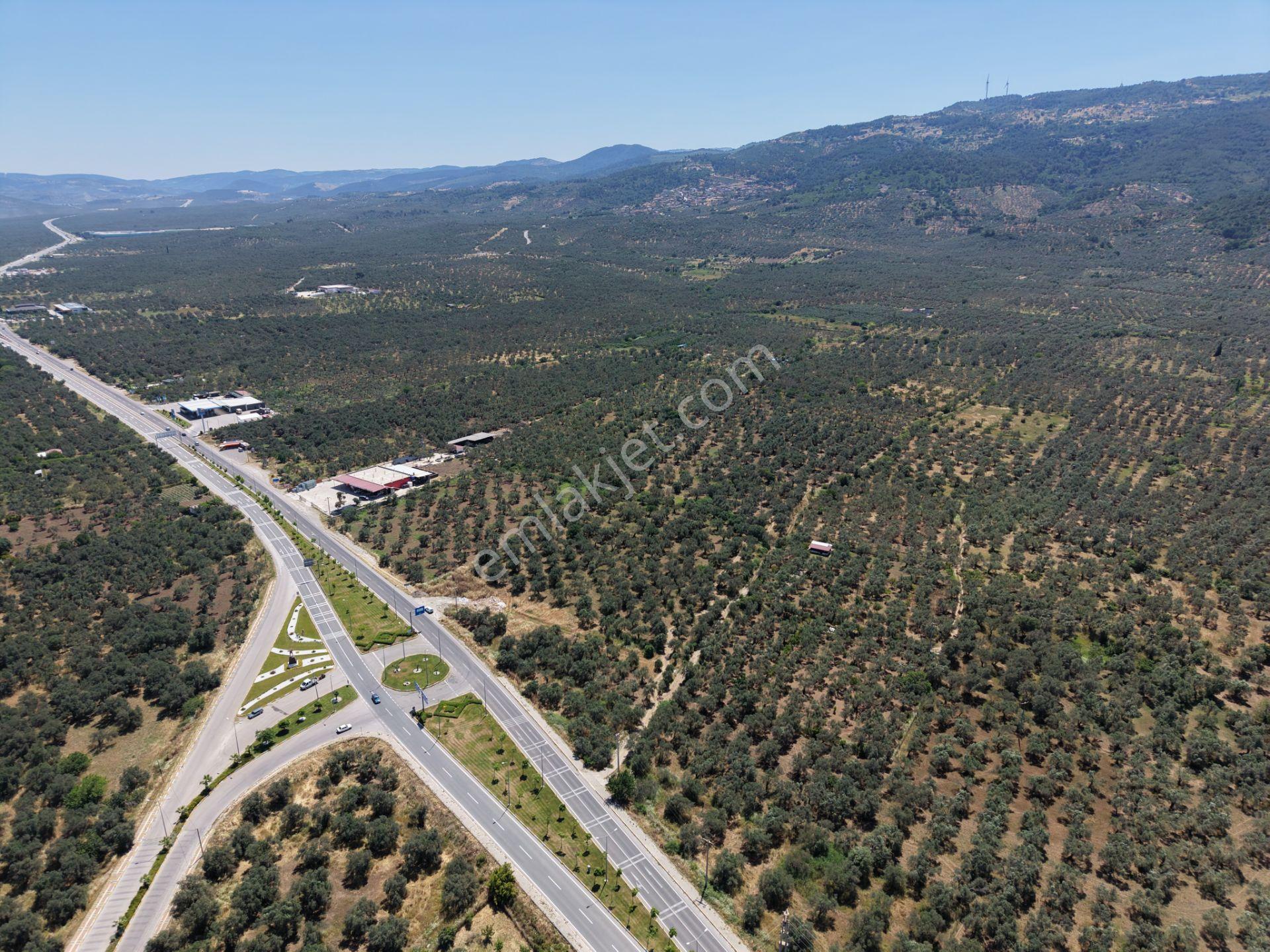 ▀mera Emlaktan Havran Mescitde Asfalta Cephe 2.081m2 Zeytinlik - Görsel 18