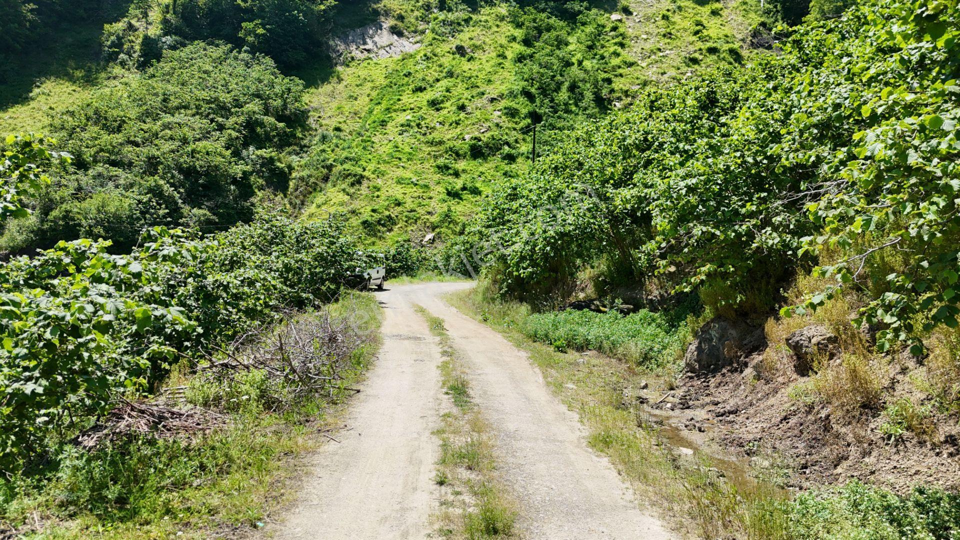 Altın Emlak Giresun'dan Çağlayanda 18.9 Dönüm Satılık Fındık Bahçesi - Görsel 4